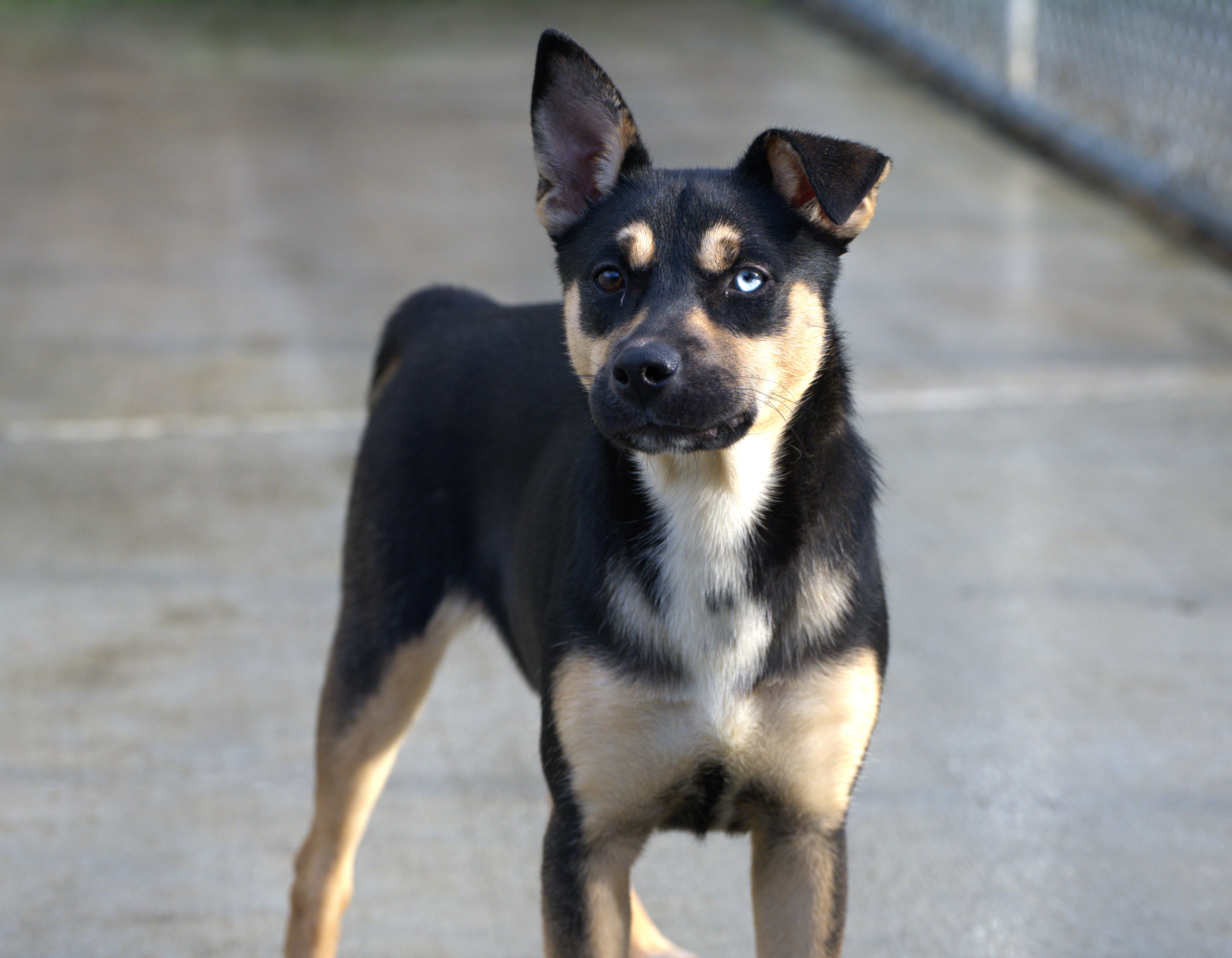 Enlarge Holly, a Adoptable mixed breed in Hoquiam, WA image 4/6