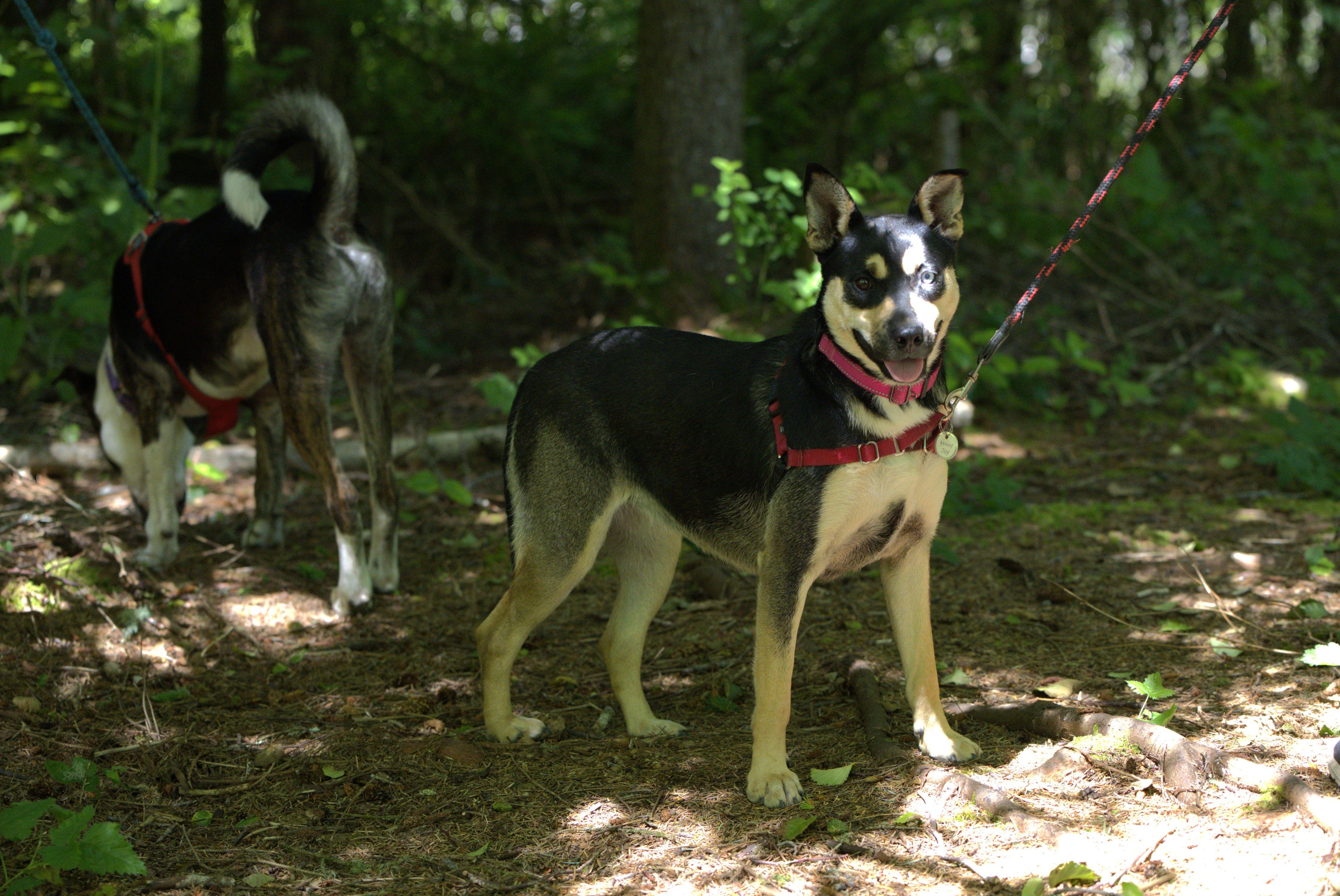 Enlarge Holly (The long game), a Adoptable mixed breed in Hoquiam, WA image 5/6