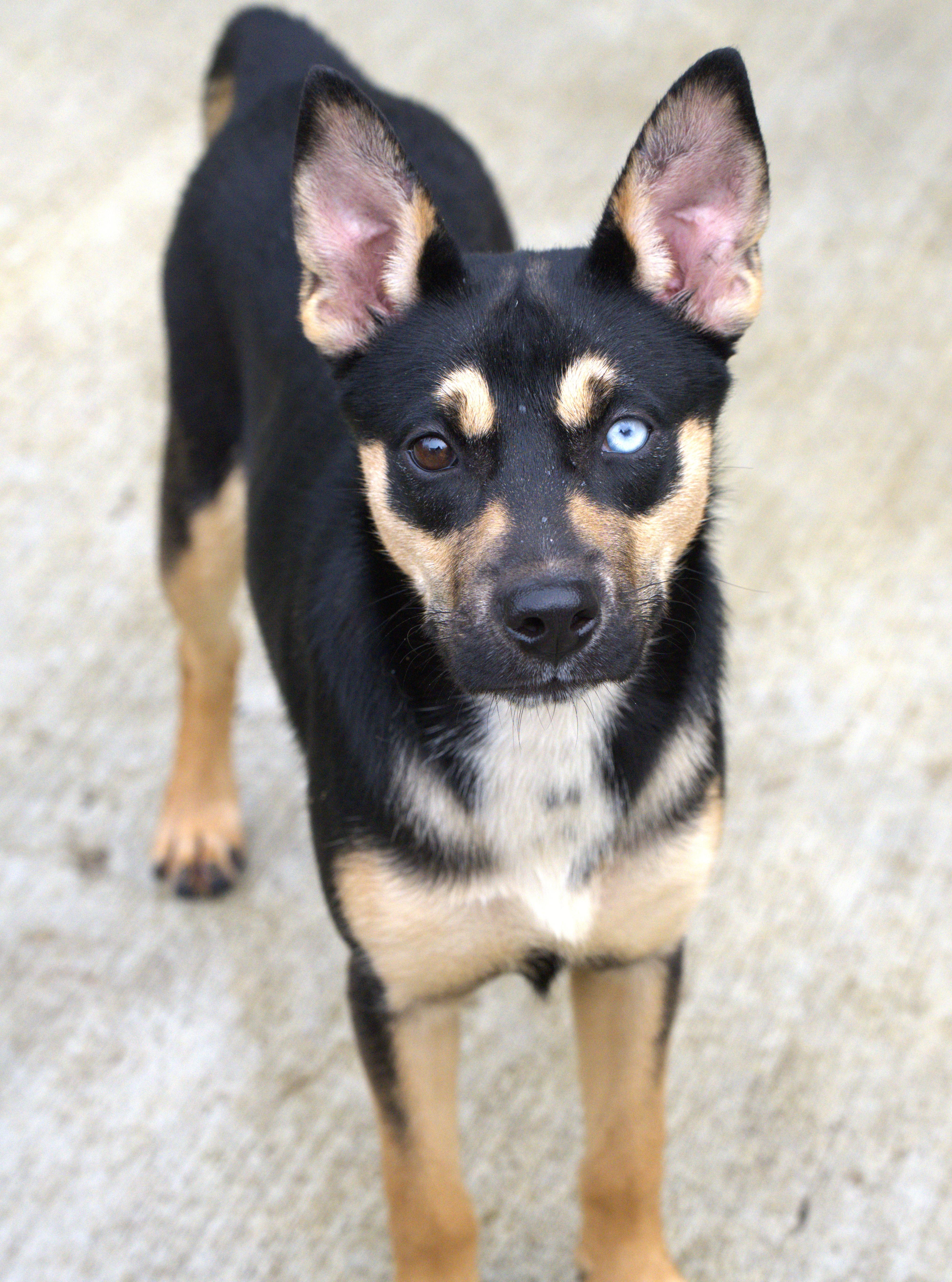 Enlarge Holly, a Adoptable mixed breed in Hoquiam, WA image 5/6