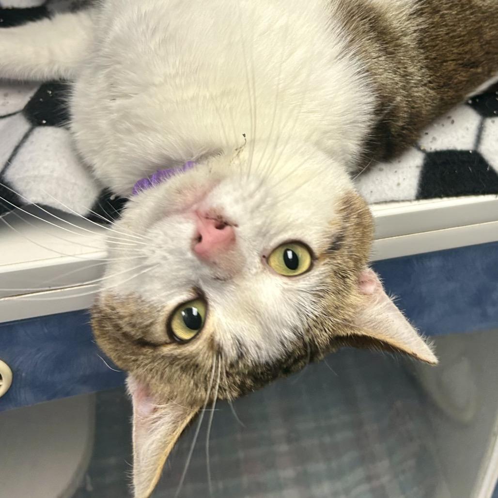 Enlarge Triscuit is at Petsmart, a Adoptable Domestic Short Hair in St Joseph, MO image 2/2