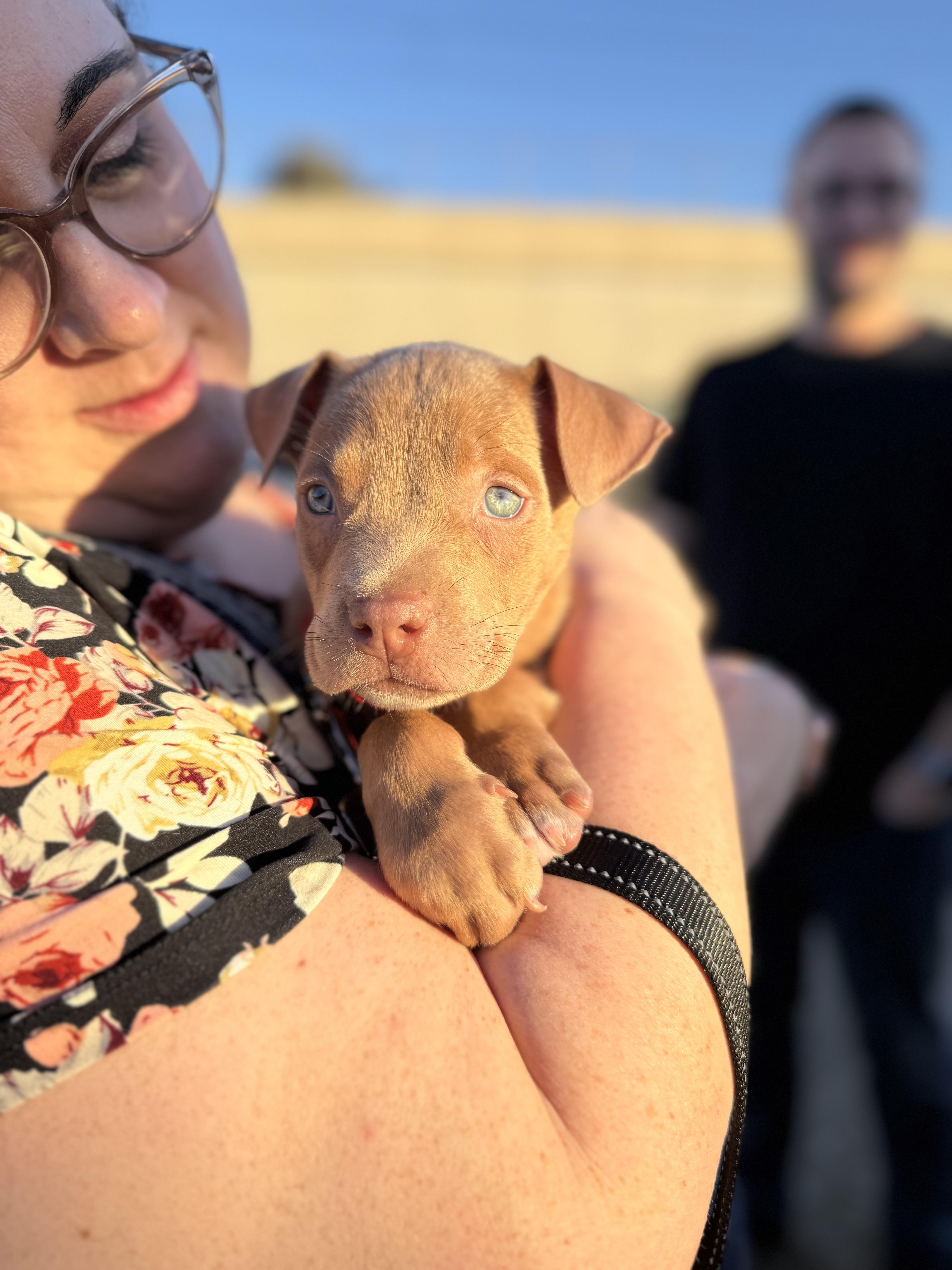 Walnut, a Adoptable mixed breed in Dallas, TX image 4/6