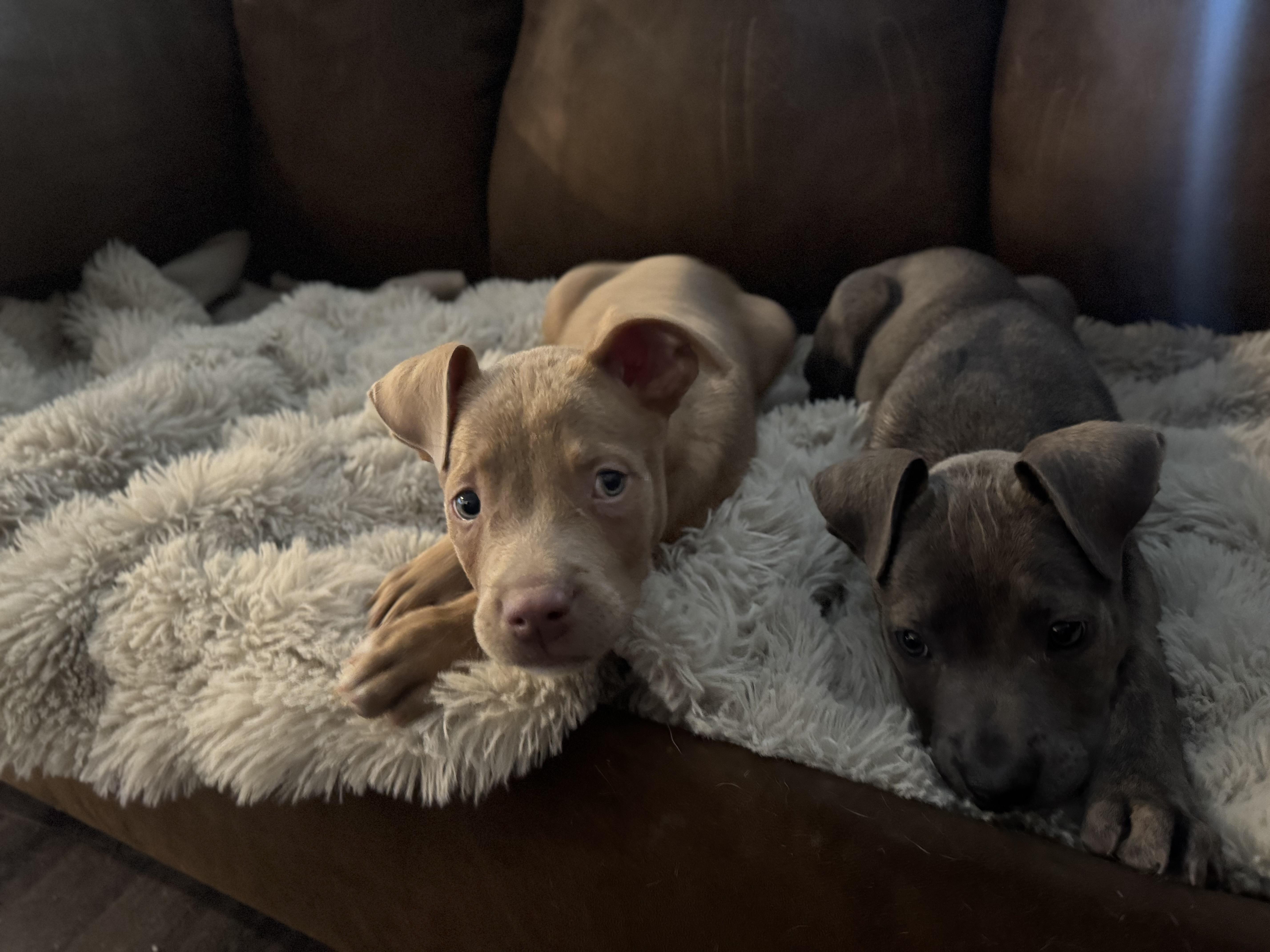 Walnut, a Adoptable mixed breed in Dallas, TX image 3/6