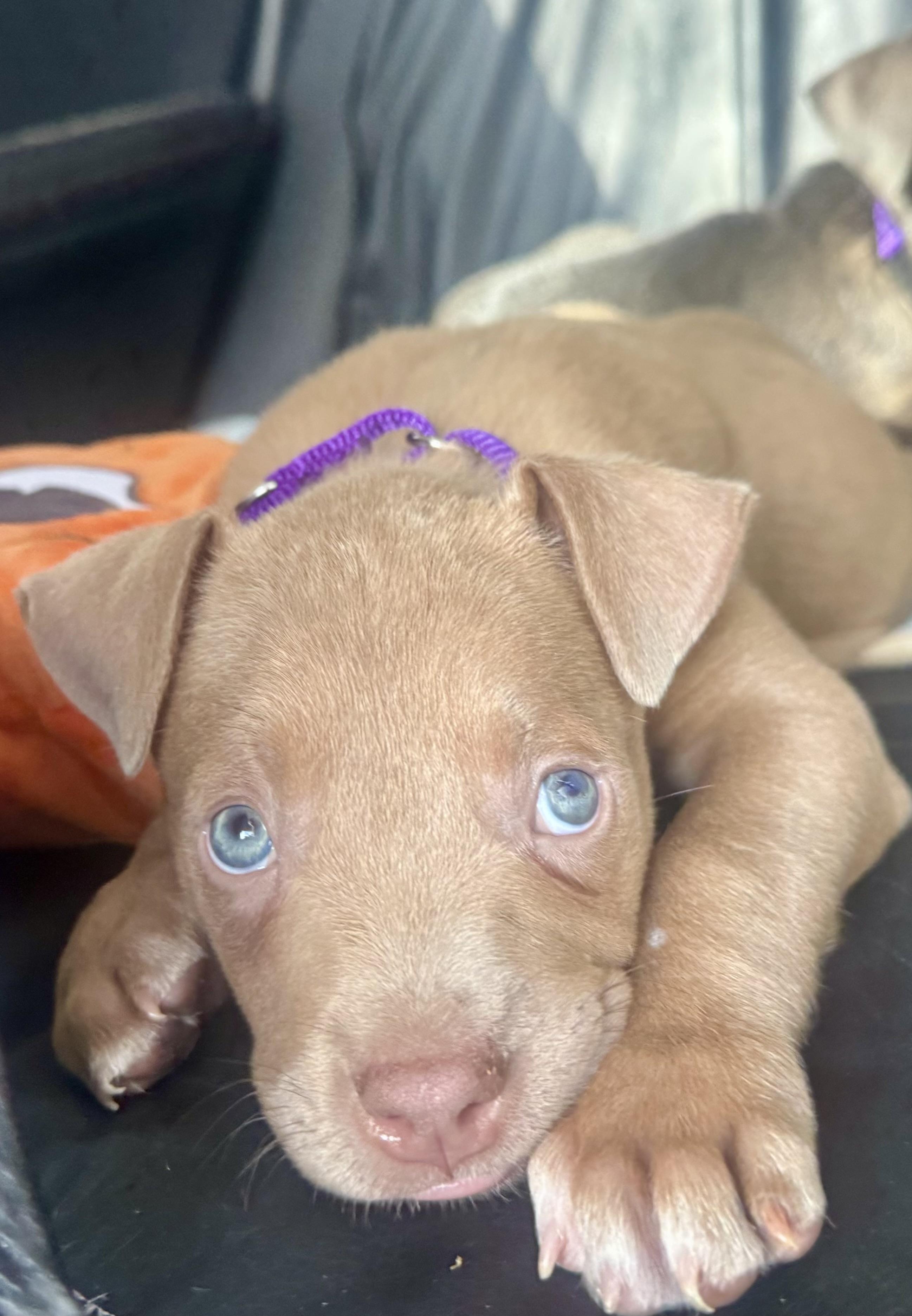 Walnut, a Adoptable mixed breed in Dallas, TX image 5/6