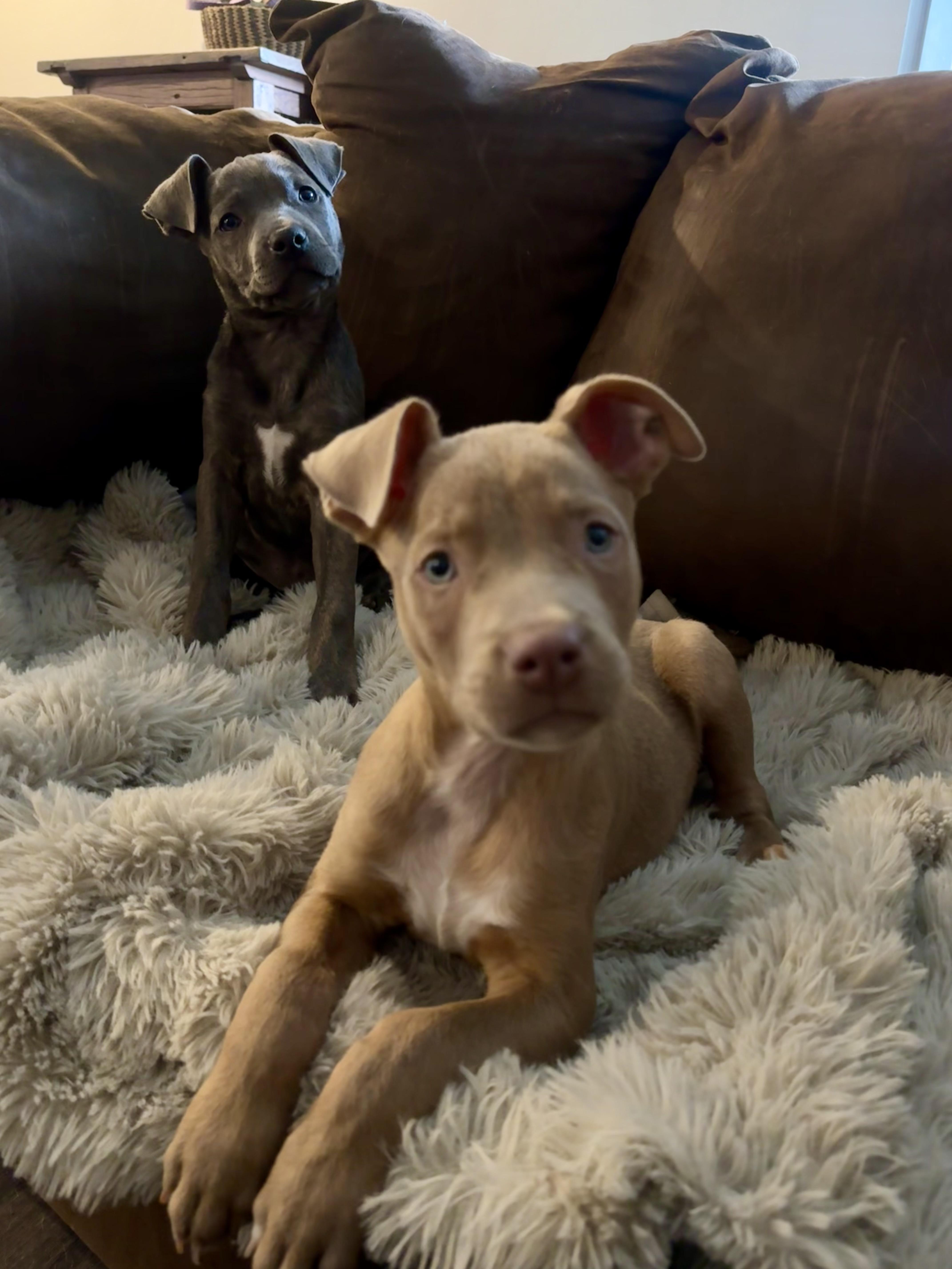 Walnut, Adoptable, Puppy Male Pit Bull Terrier.