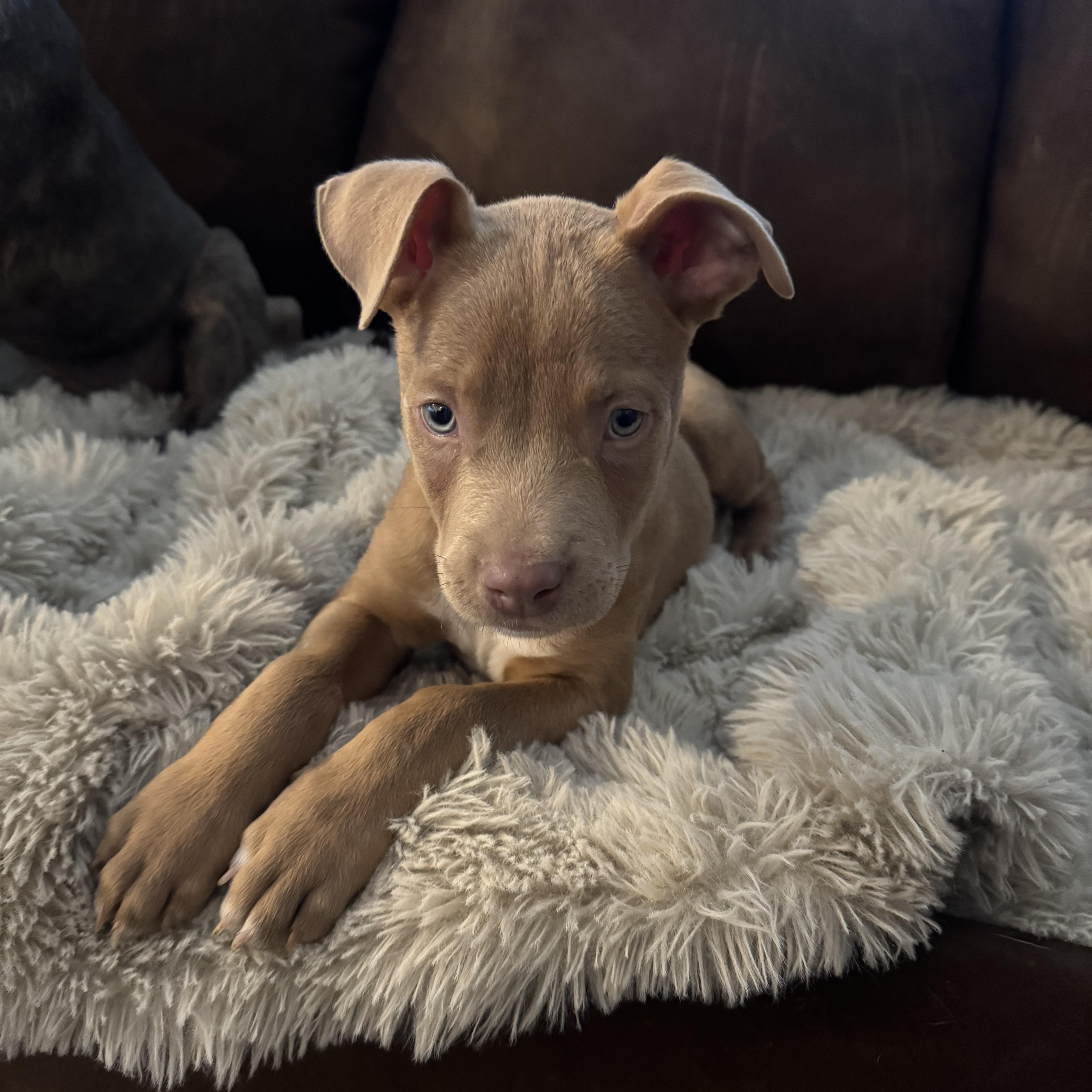 Walnut, a Adoptable mixed breed in Dallas, TX image 2/6