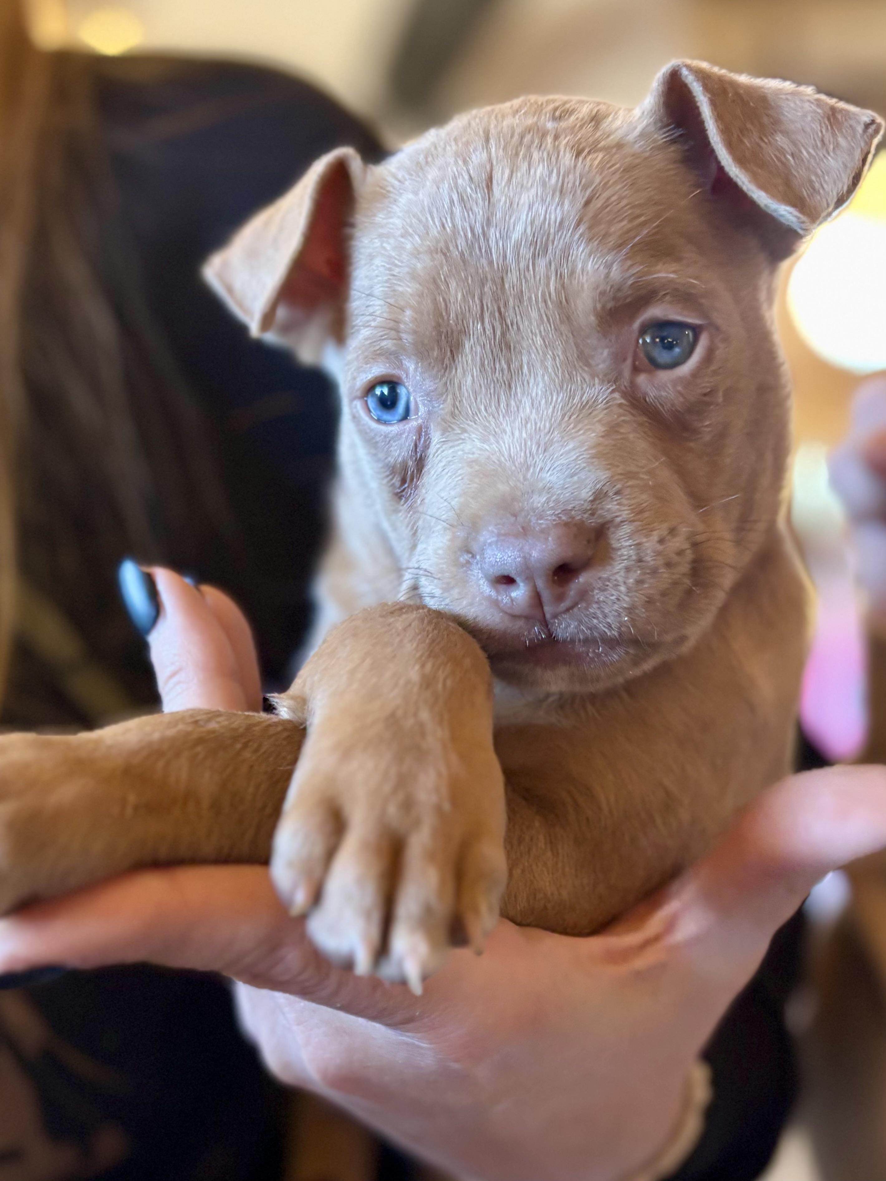 Walnut, a Adoptable mixed breed in Dallas, TX image 6/6