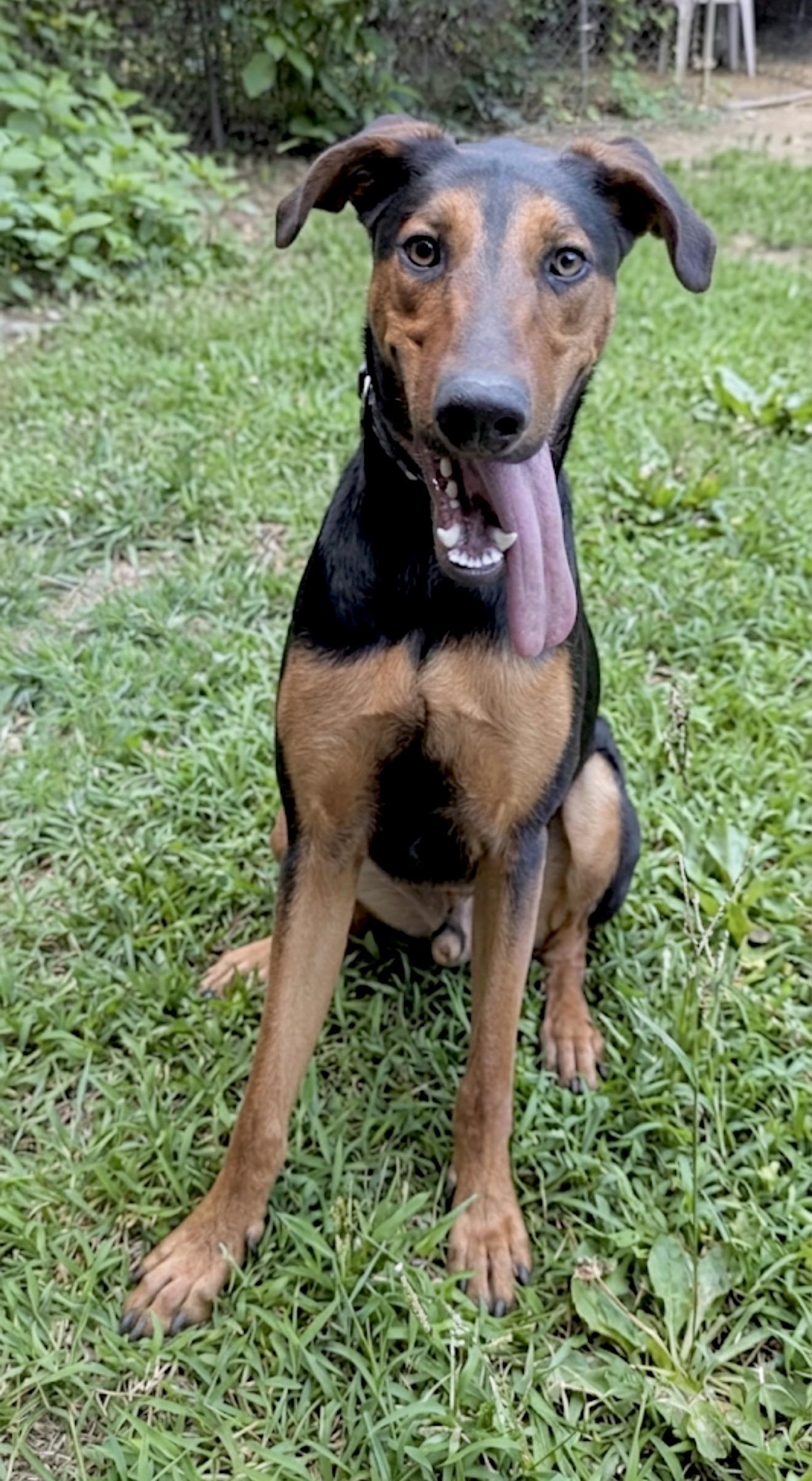 Kirk, a Adoptable mixed breed in Huntingtown, MD image 3/6