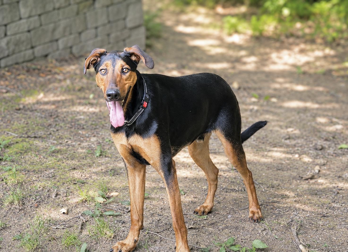 Kirk, a Adoptable mixed breed in Huntingtown, MD image 5/6
