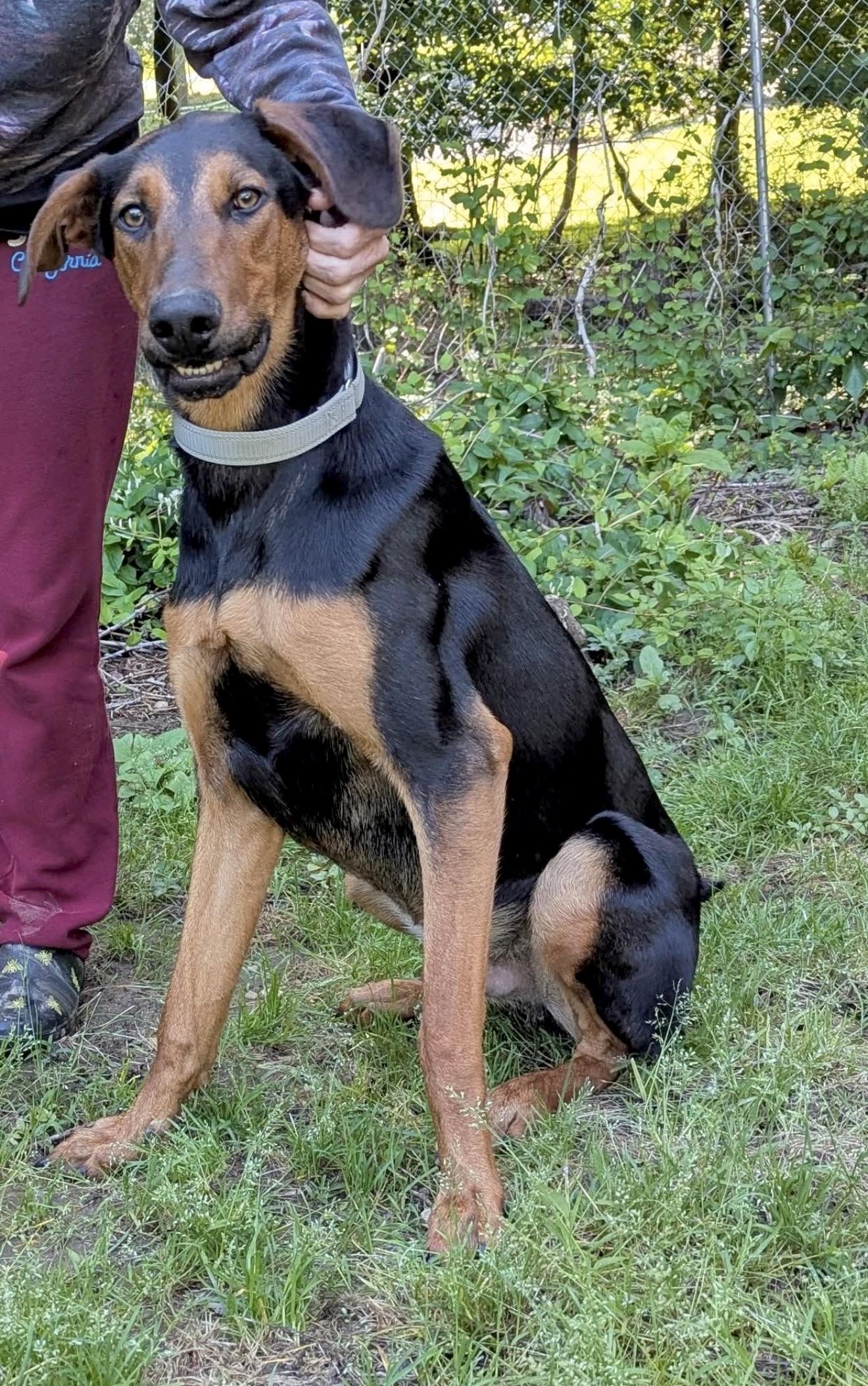 Kirk, a Adoptable mixed breed in Huntingtown, MD image 6/6