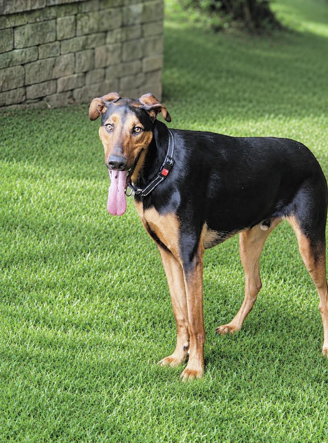 Kirk, a Adoptable mixed breed in Huntingtown, MD image 2/6