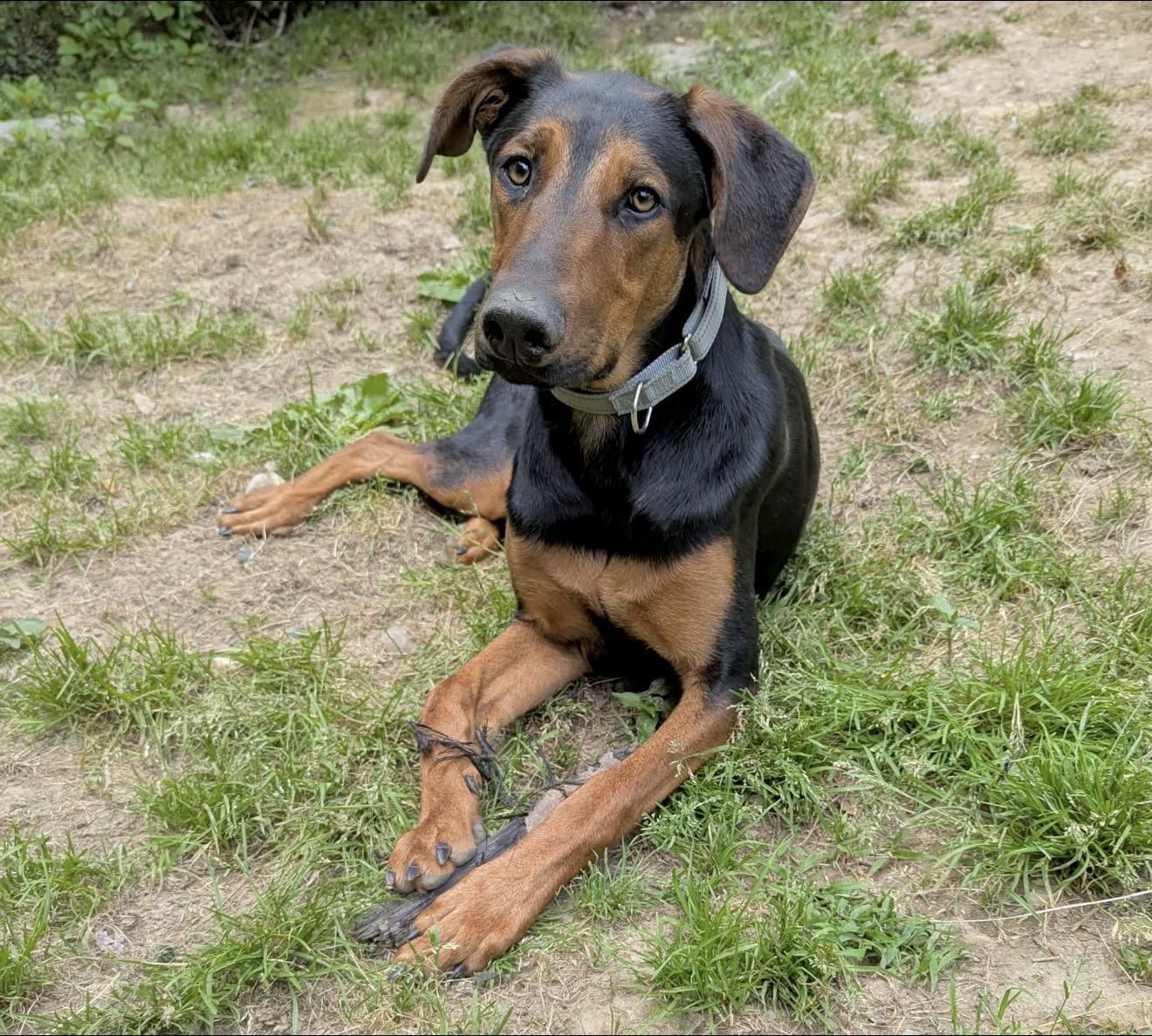 Kirk, Adoptable, Puppy Male Doberman Pinscher.