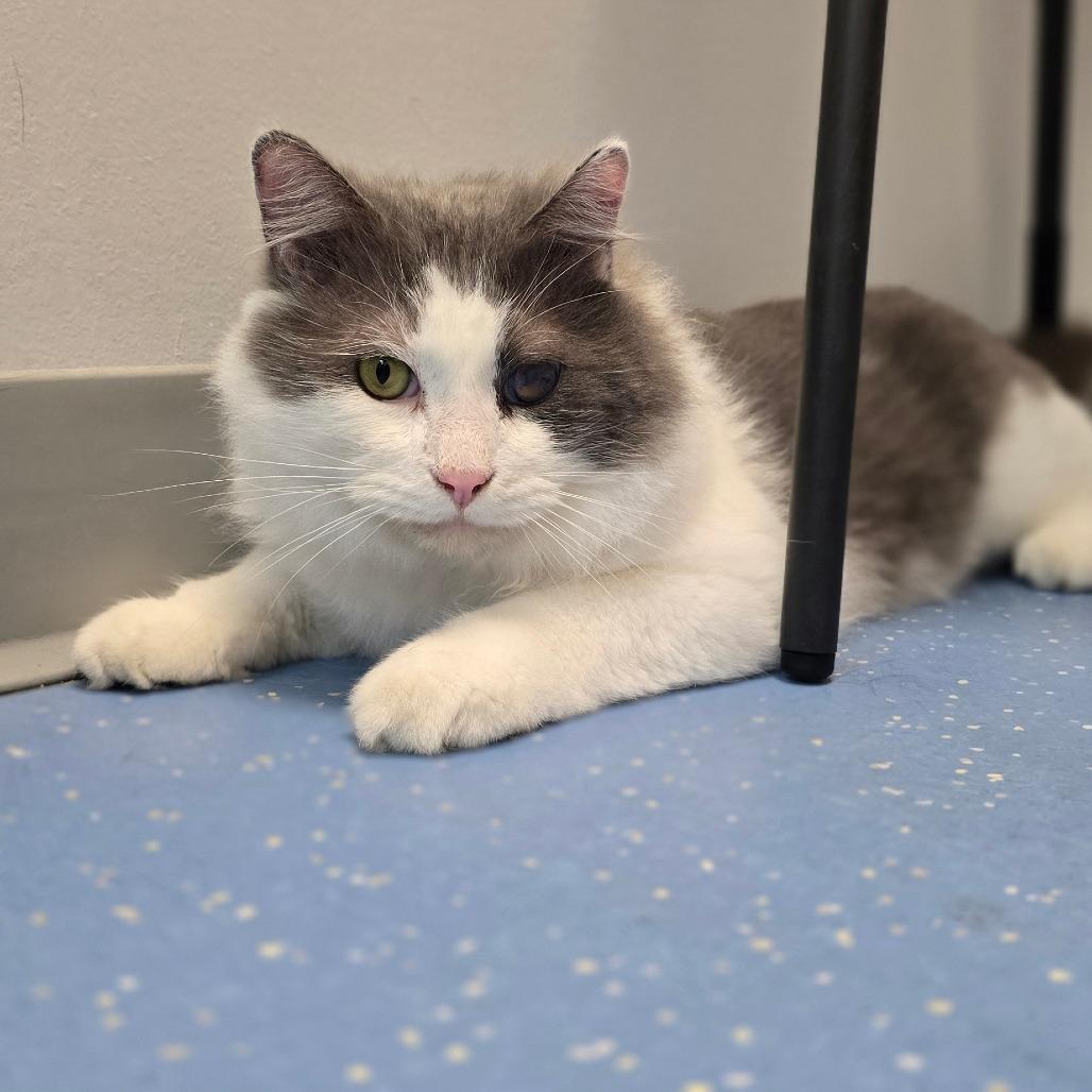 Eagle, a Adoptable Domestic Medium Hair in Watertown, NY image 1/6