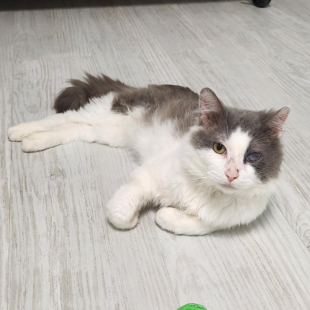 Enlarge Eagle, a Adoptable Domestic Medium Hair in Watertown, NY image 1/2