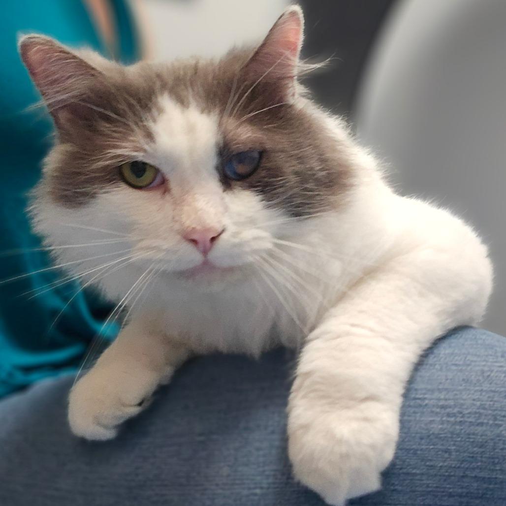 Eagle, a Adoptable Domestic Medium Hair in Watertown, NY image 3/6