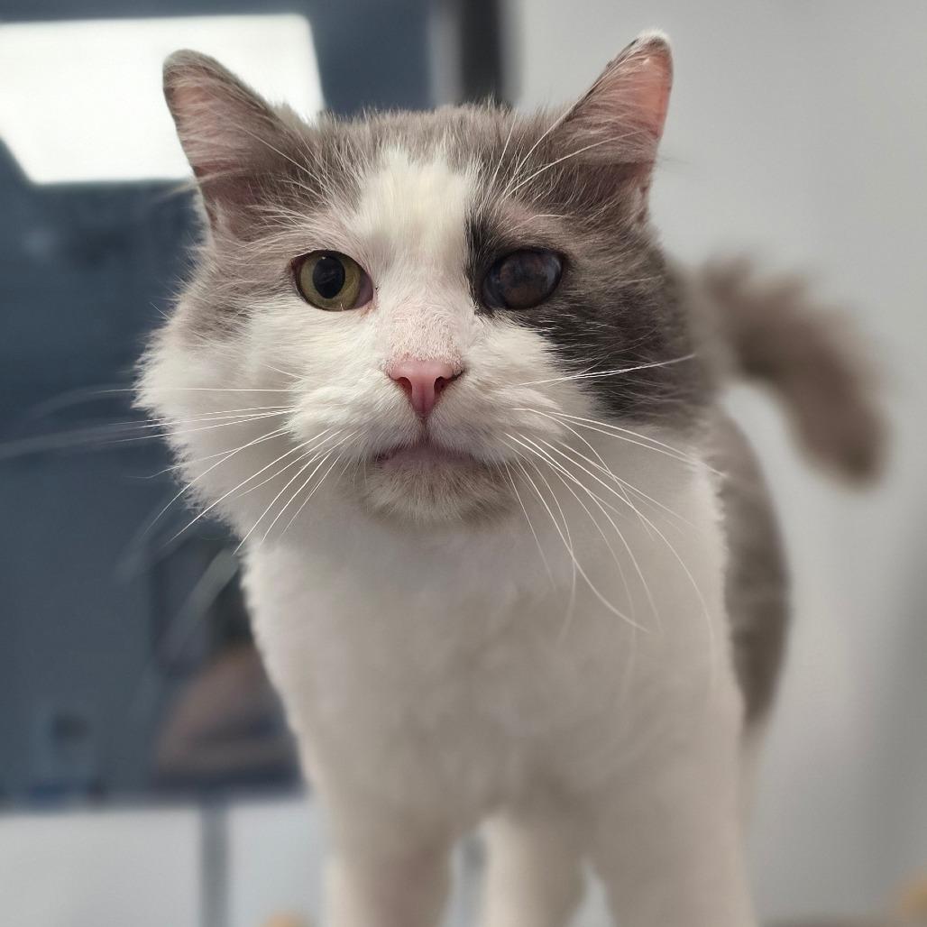 Eagle, a Adoptable Domestic Medium Hair in Watertown, NY image 4/6