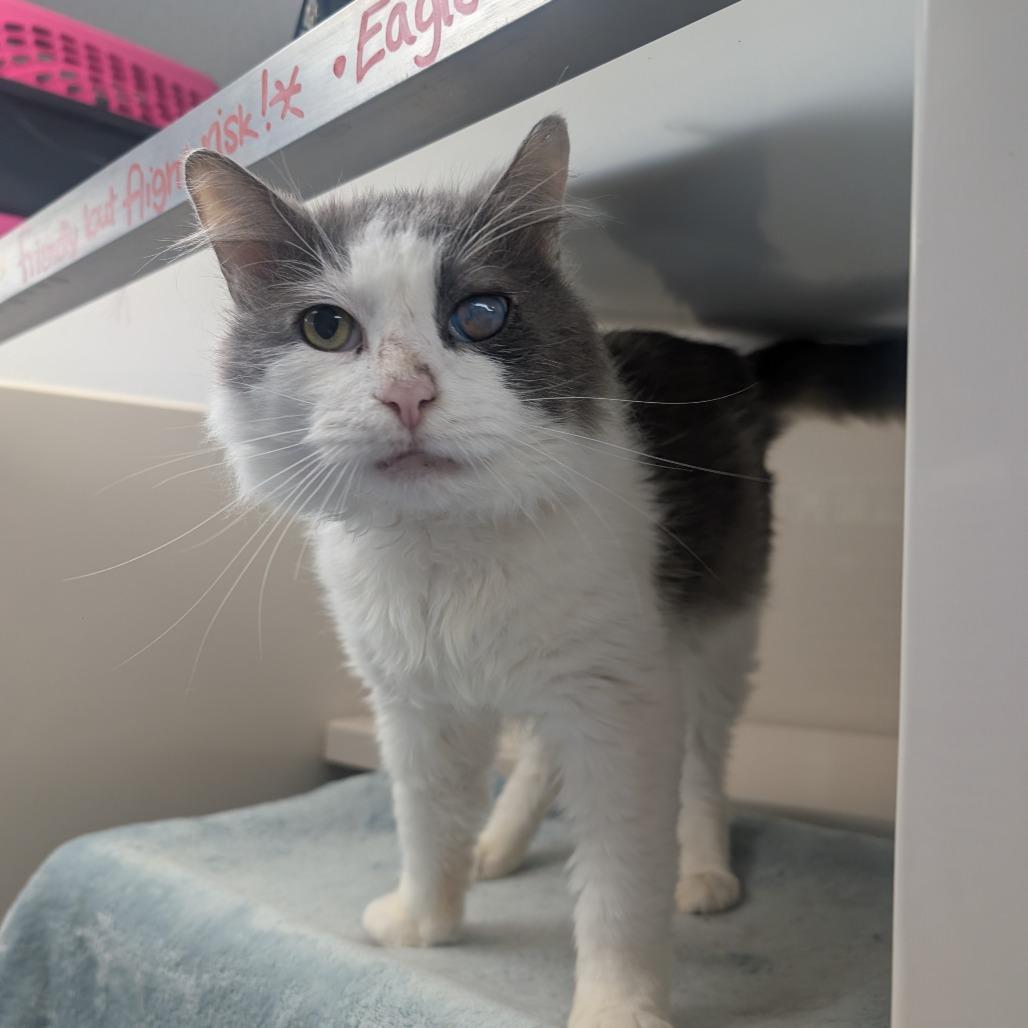 Enlarge Eagle, a Adoptable Domestic Medium Hair in Watertown, NY image 2/2