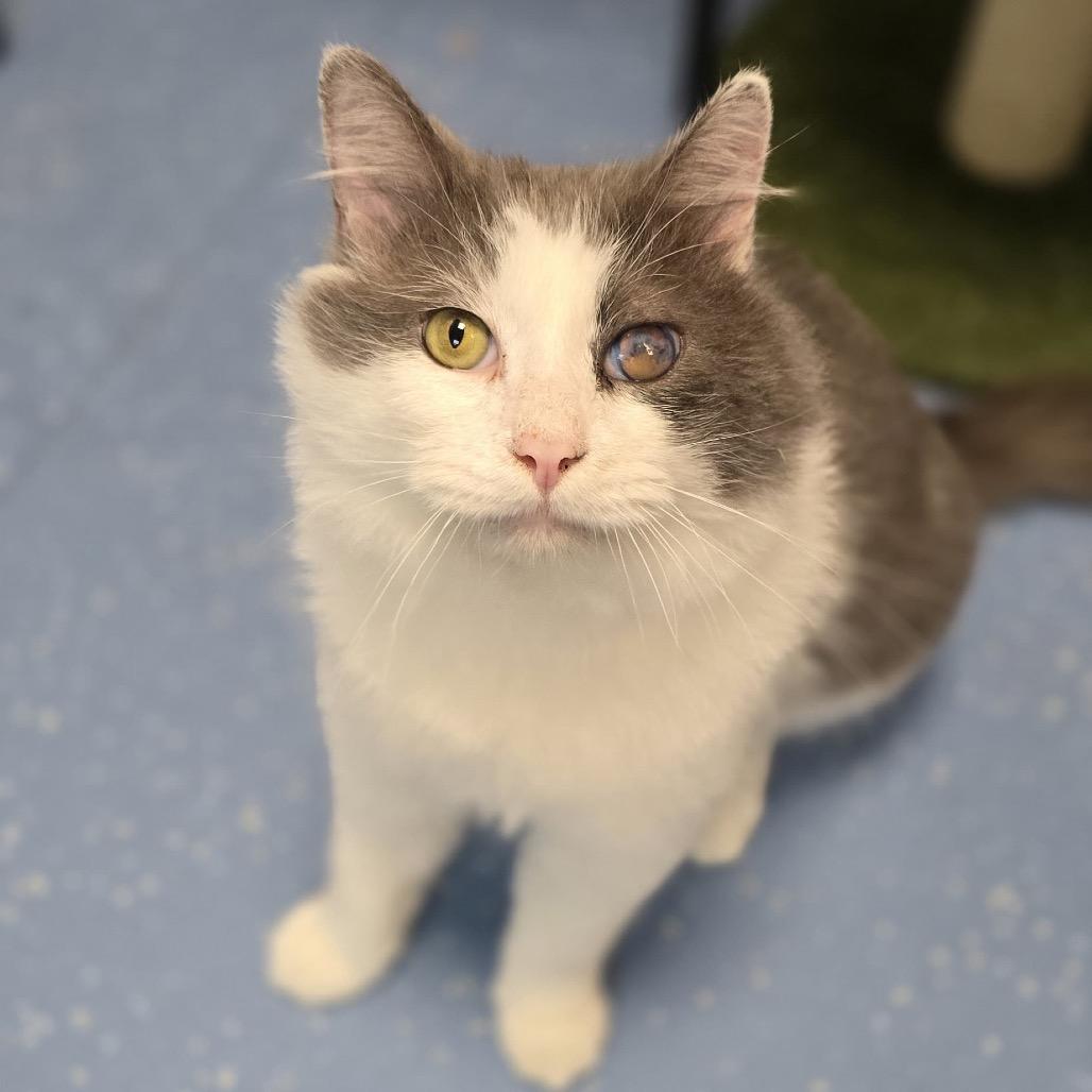 Eagle, a Adoptable Domestic Medium Hair in Watertown, NY image 6/6