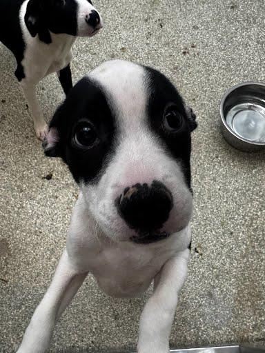 Enlarge Lotus, a Adoptable mixed breed in Washington, DC image 1/1