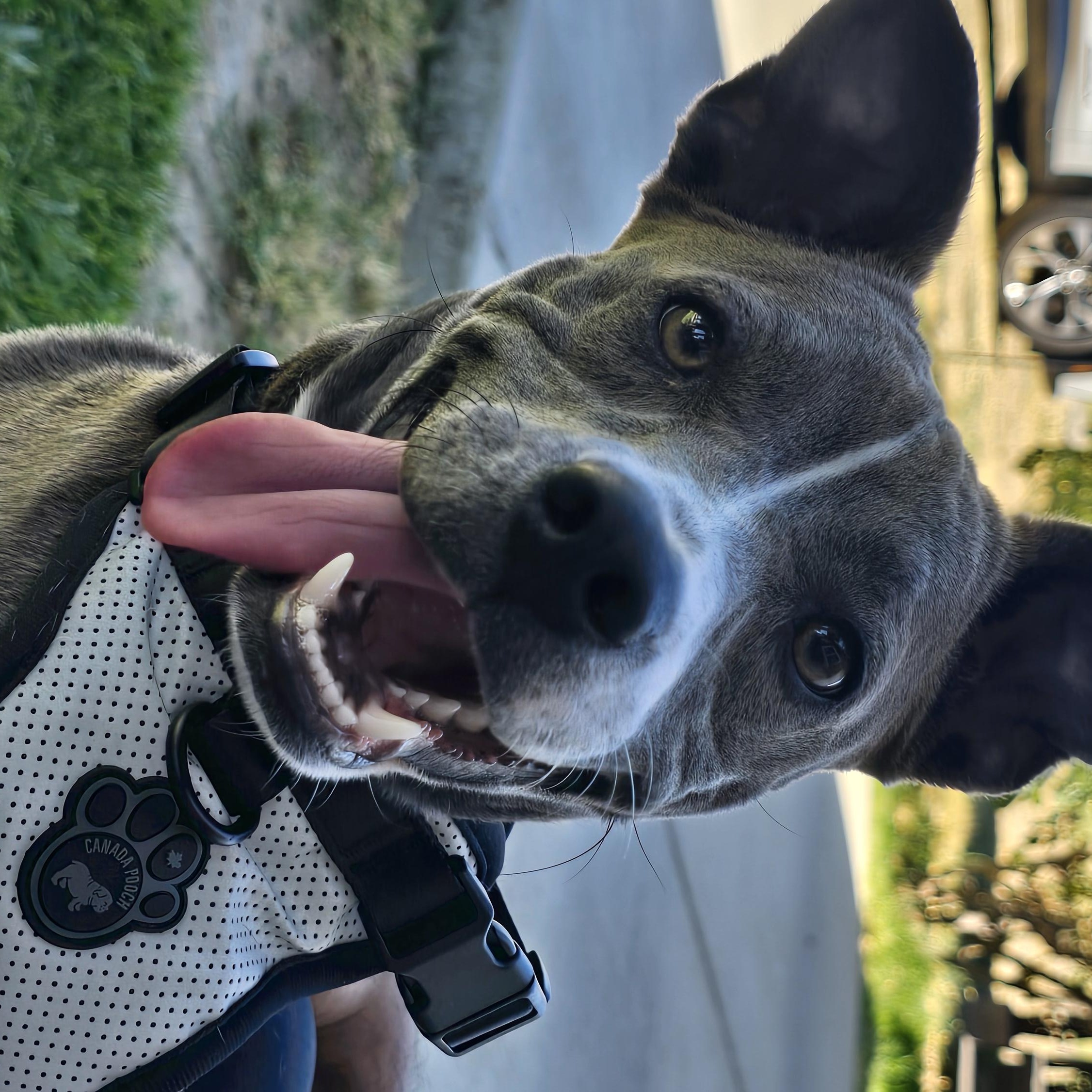 Enlarge Bella, a ADOPTABLE mixed breed in Tracy, CA image 2/4