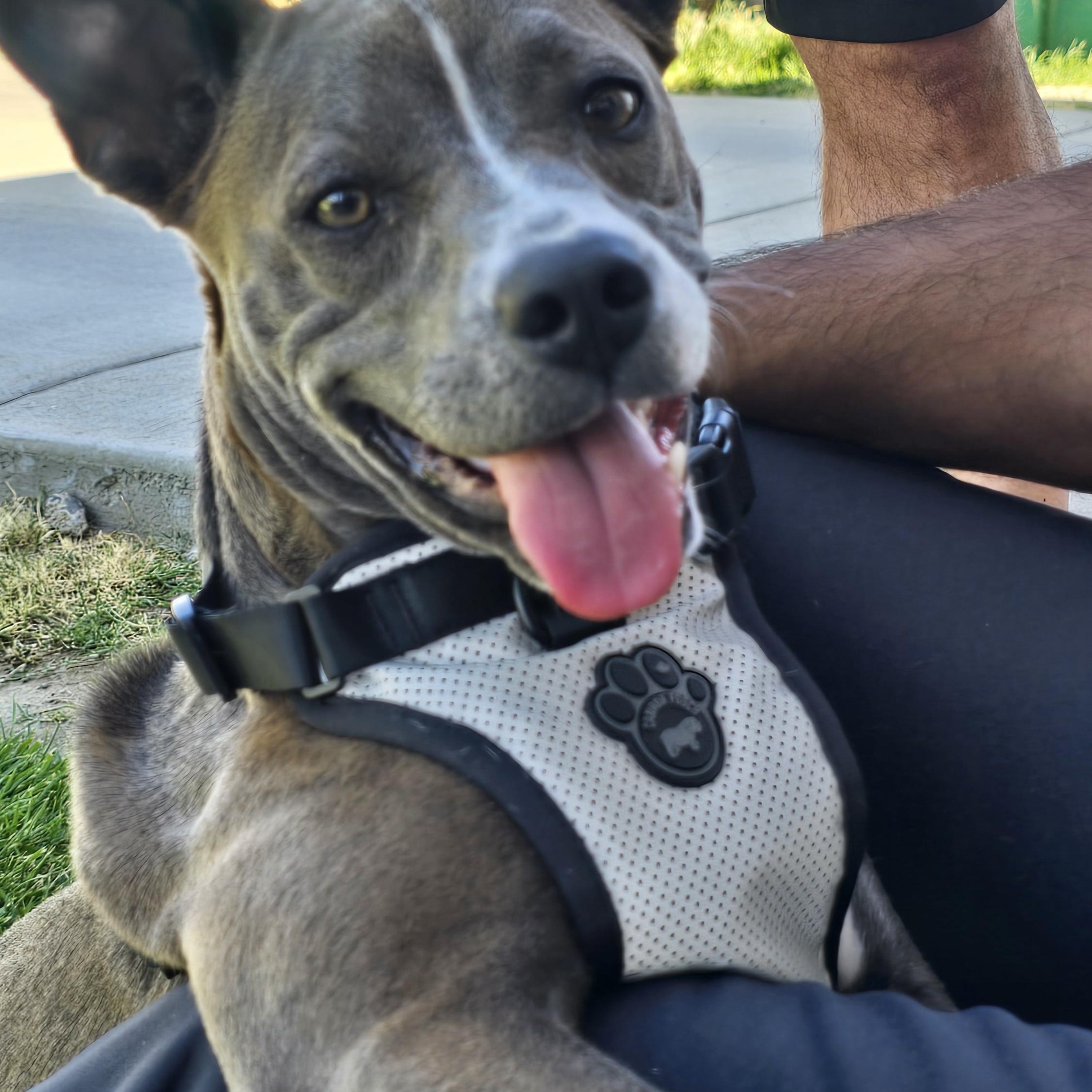 Enlarge Bella, a ADOPTABLE mixed breed in Tracy, CA image 3/4