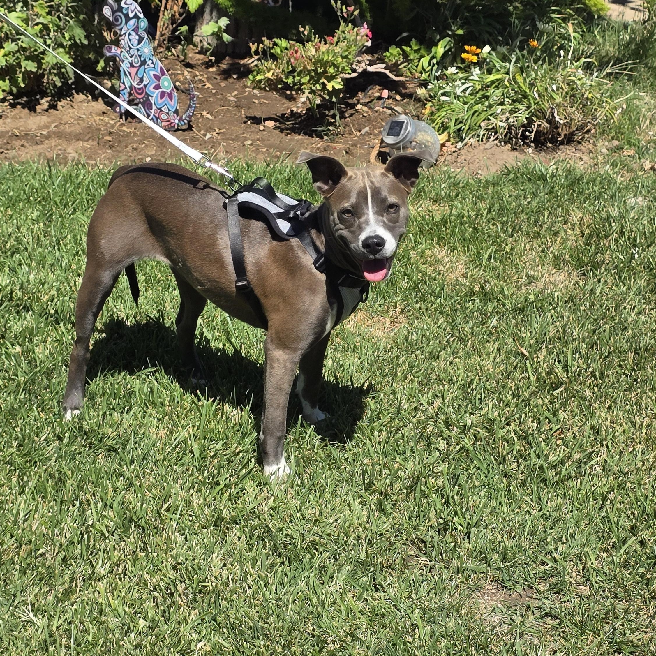 Enlarge Bella, a ADOPTABLE mixed breed in Tracy, CA image 1/4