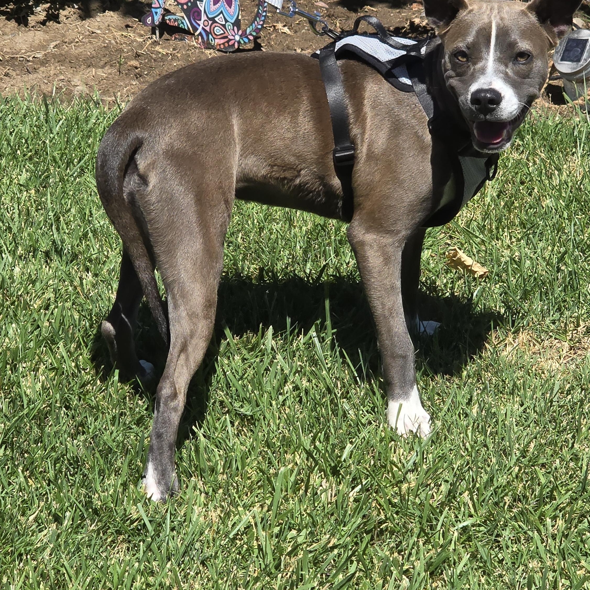 Enlarge Bella, a ADOPTABLE mixed breed in Tracy, CA image 4/4