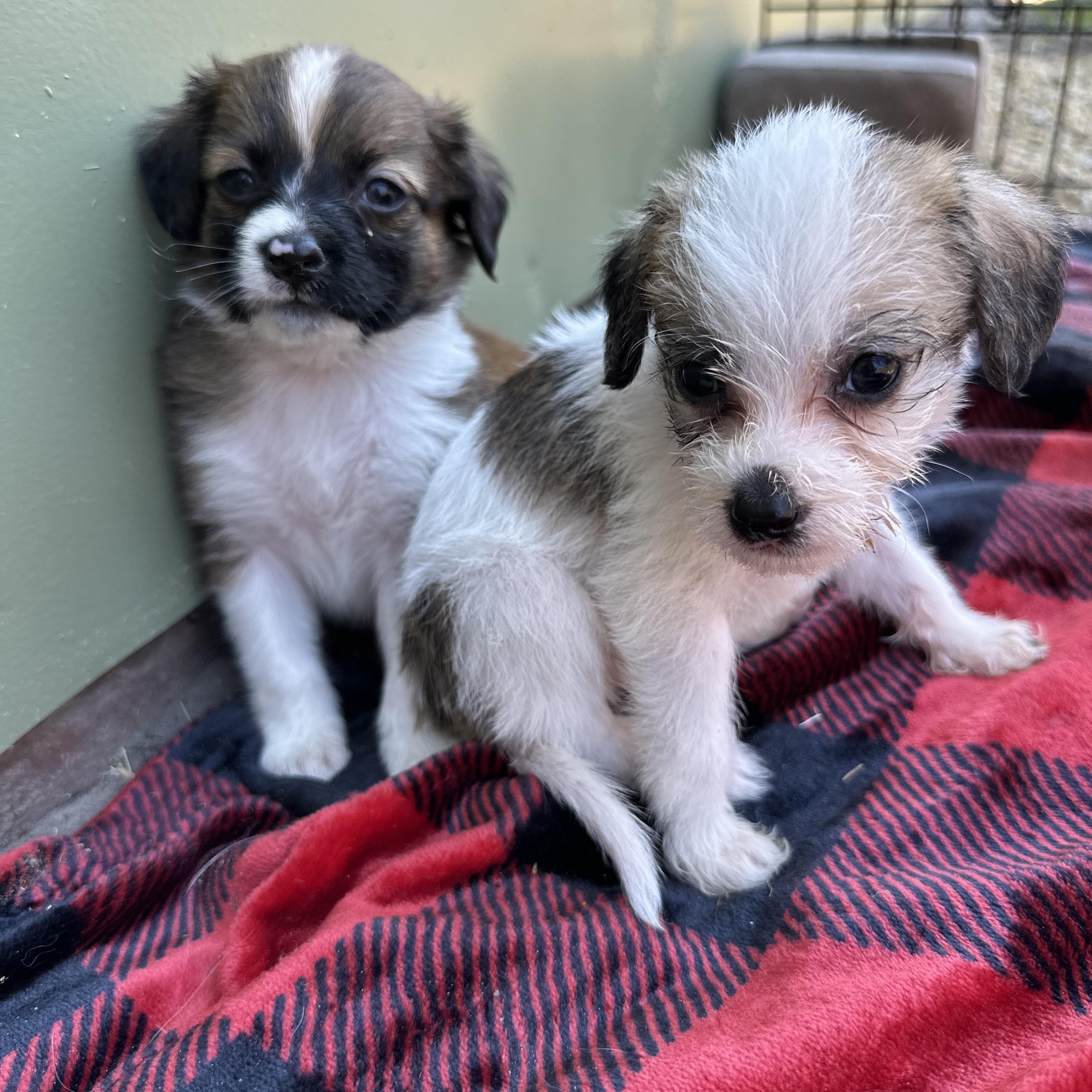 MOWTOWN PUPPIES Chihuahua Dog