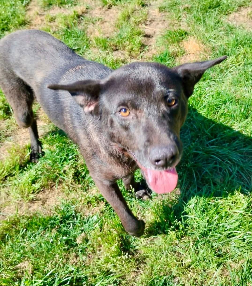 Enlarge Juniper, a ADOPTABLE mixed breed in Chesapeake, VA image 3/3