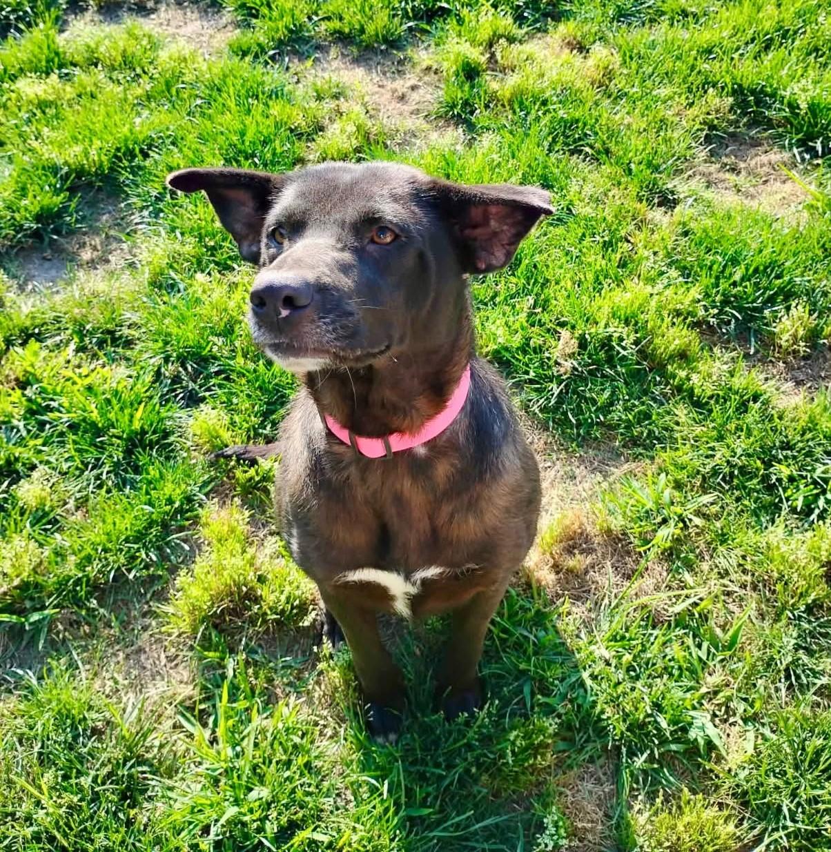 Juniper, ADOPTABLE, Young Female Mixed Breed.