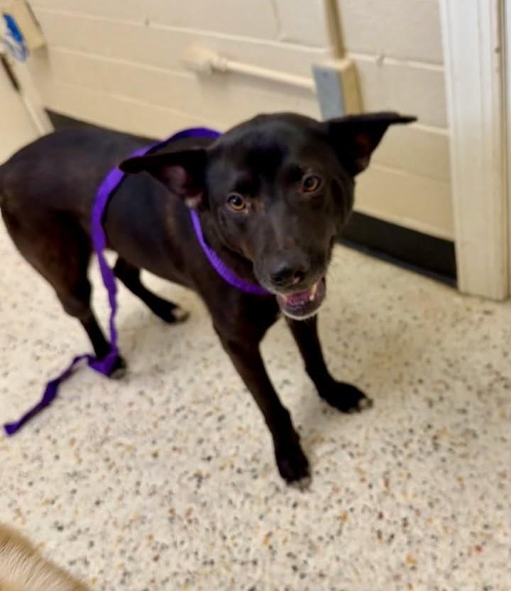 Enlarge Juniper, a ADOPTABLE mixed breed in Chesapeake, VA image 2/3