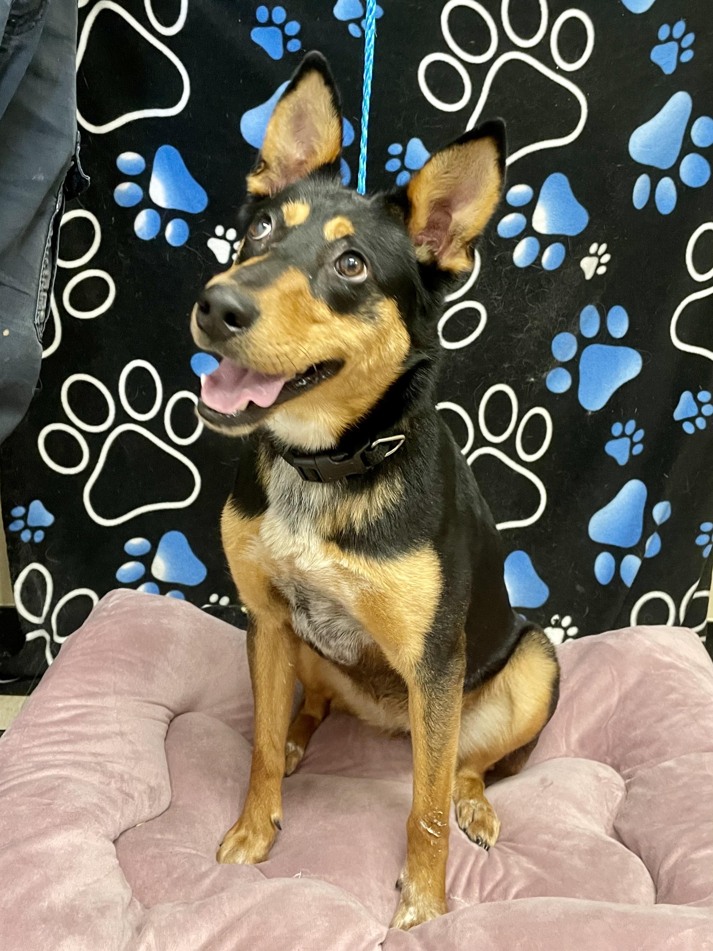 Enlarge Morgan, a ADOPTABLE mixed breed in Washington Court House, OH image 5/5