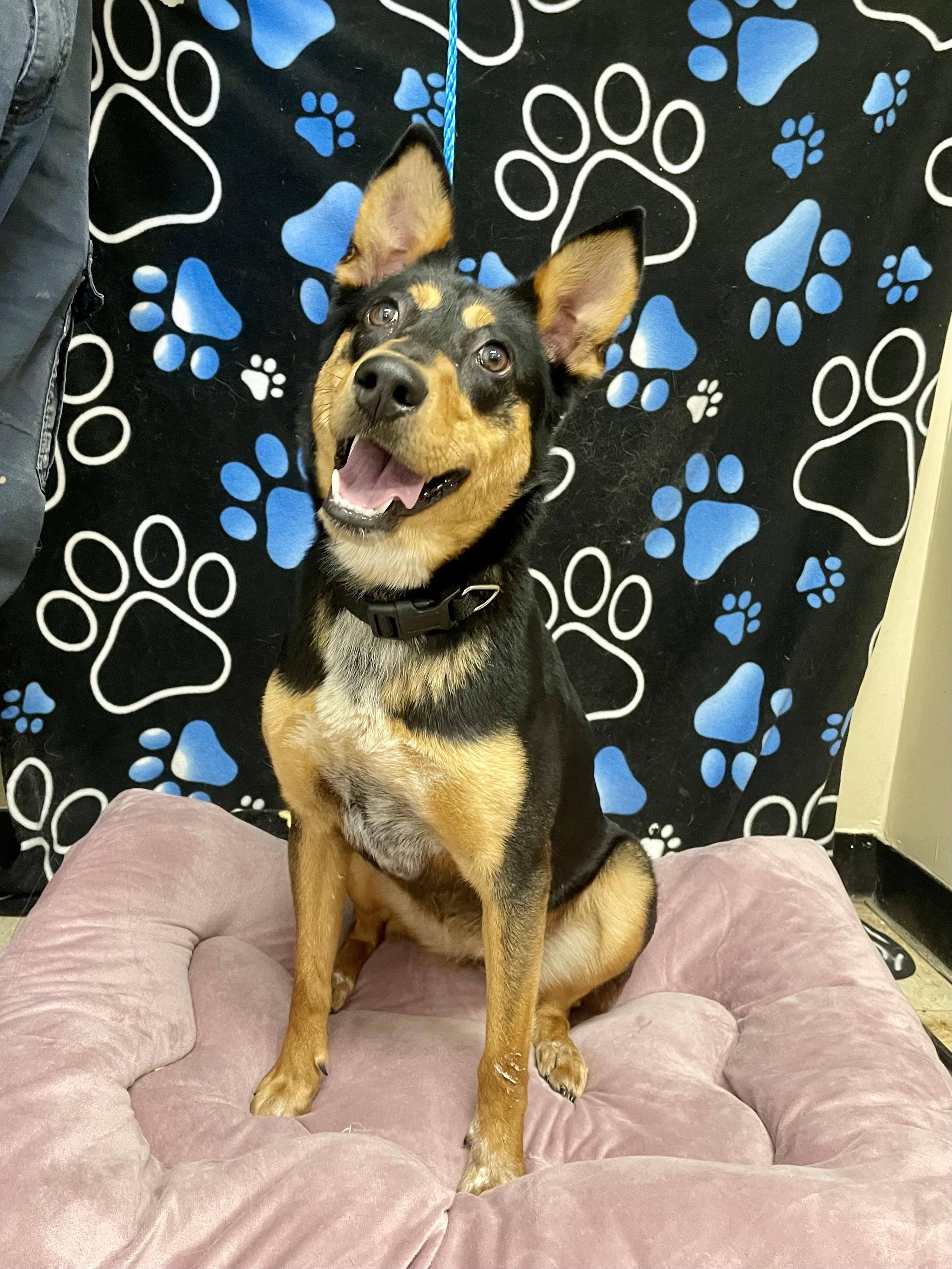 Enlarge Morgan, a ADOPTABLE mixed breed in Washington Court House, OH image 4/5