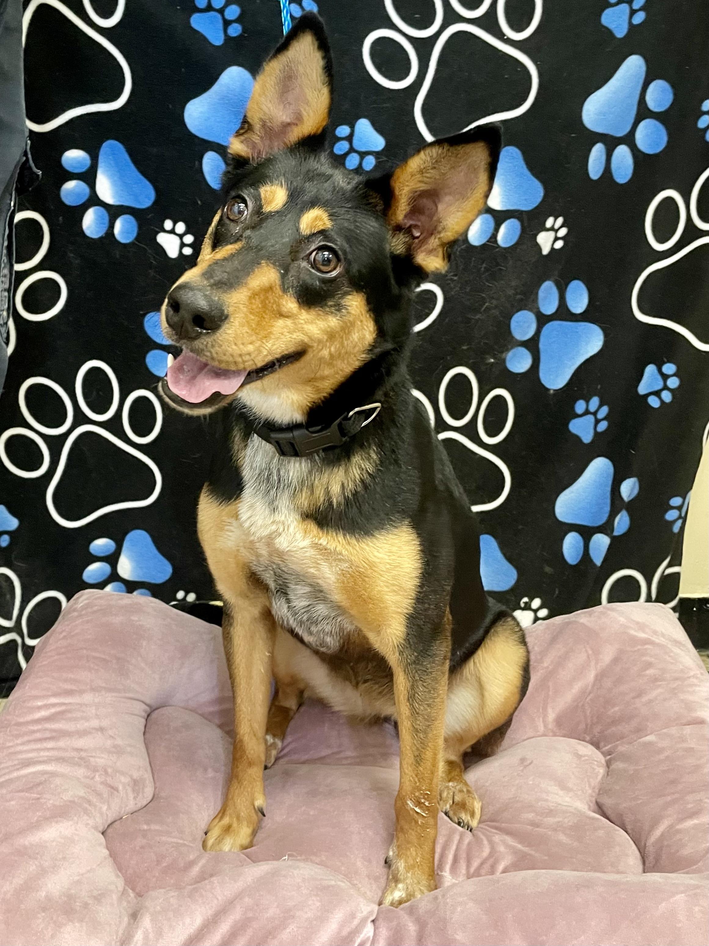 Morgan, ADOPTABLE, Young Female Australian Cattle Dog / Blue Heeler.