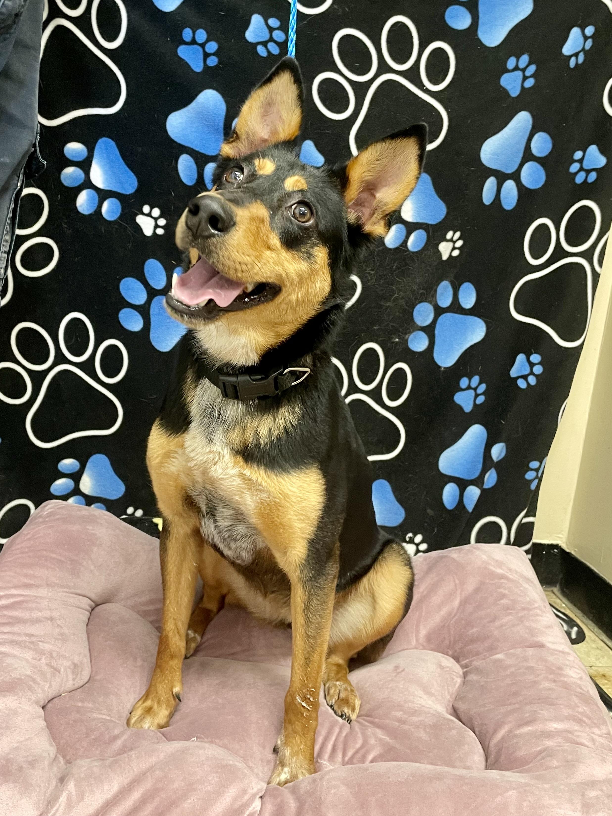 Enlarge Morgan, a ADOPTABLE mixed breed in Washington Court House, OH image 3/5