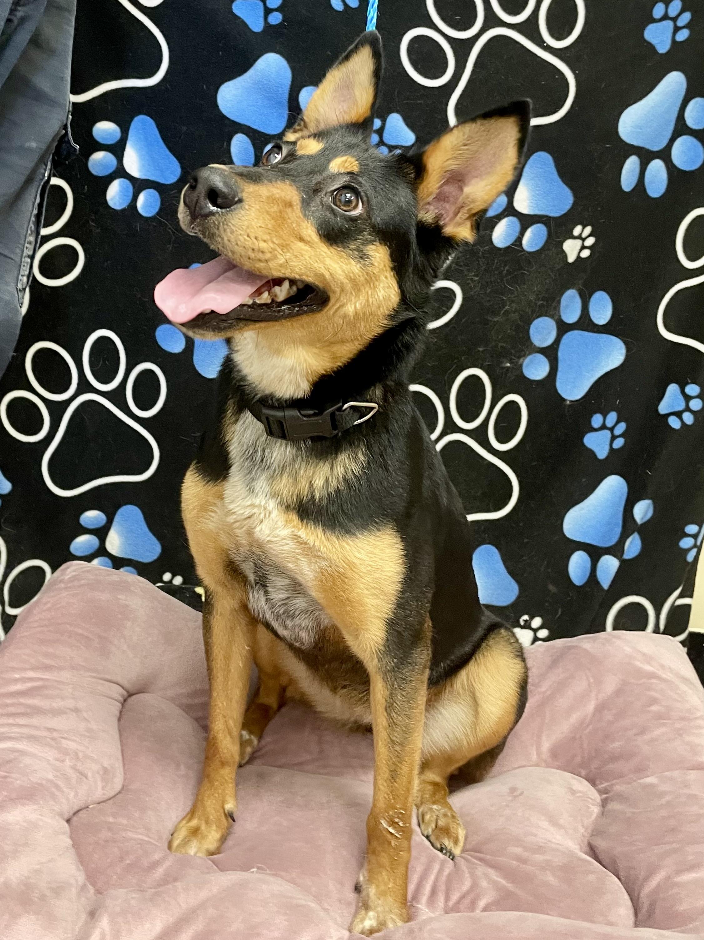 Enlarge Morgan, a ADOPTABLE mixed breed in Washington Court House, OH image 2/5