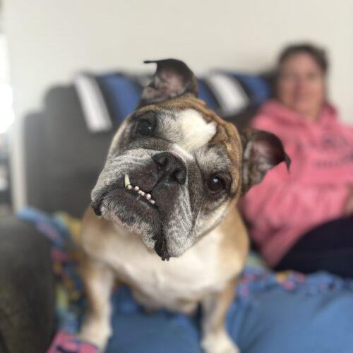 Rosie, Adoptable, Adult Female English Bulldog.