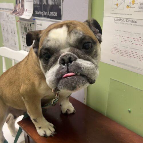 Enlarge Rosie, a Adoptable English Bulldog in Vienna, ON image 2/6