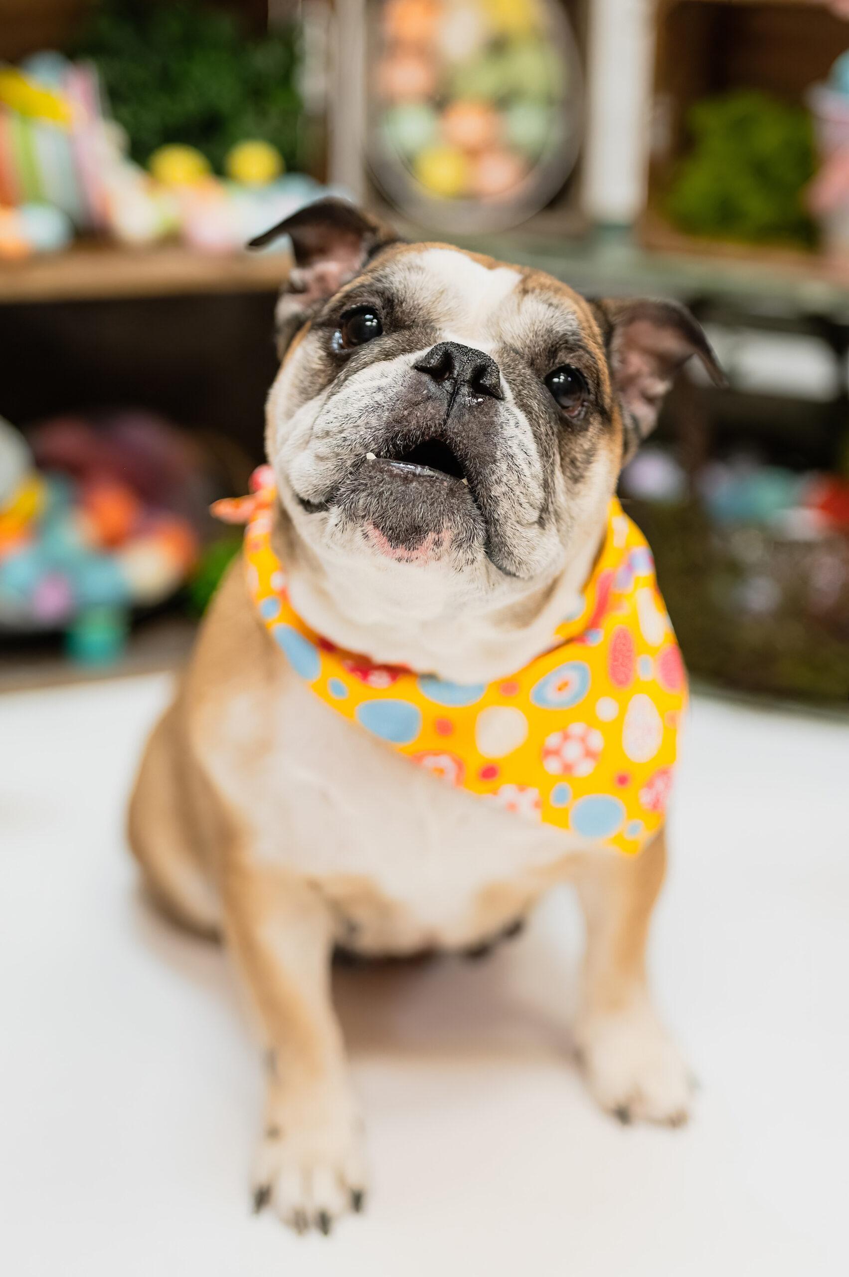 Enlarge Rosie, a Adoptable English Bulldog in Vienna, ON image 5/6