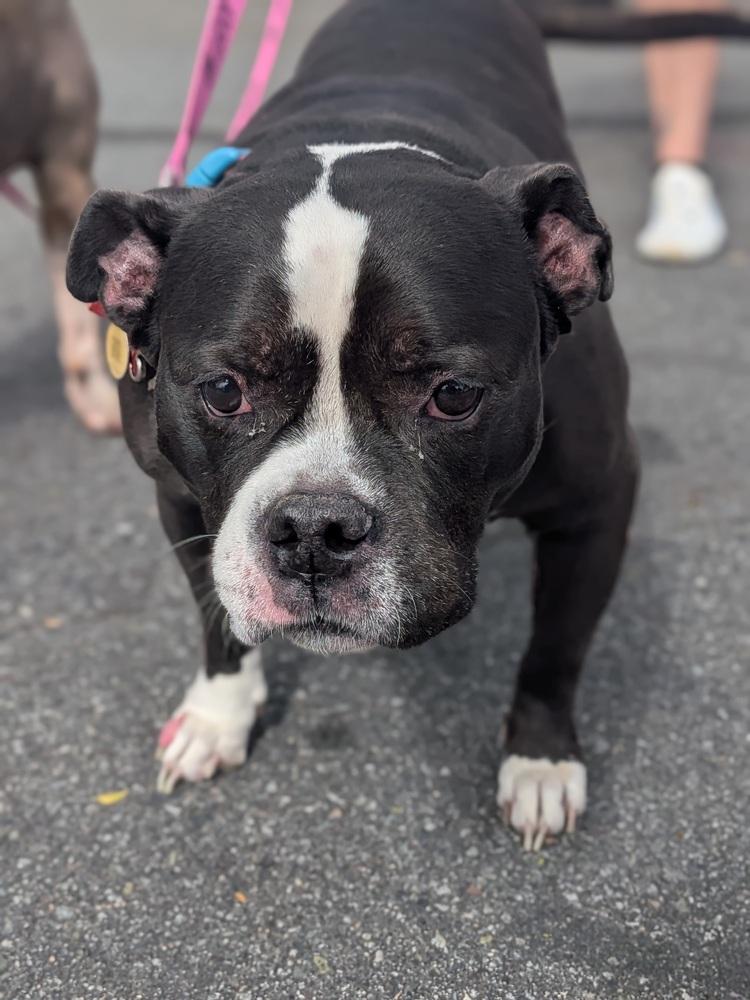 Topanga, Adoptable, Senior Female French Bulldog & American Bulldog.