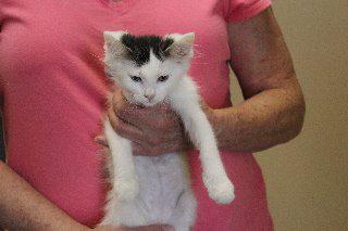 Enlarge Bread, a Adopted mixed breed in Stillwater, OK image 1/1