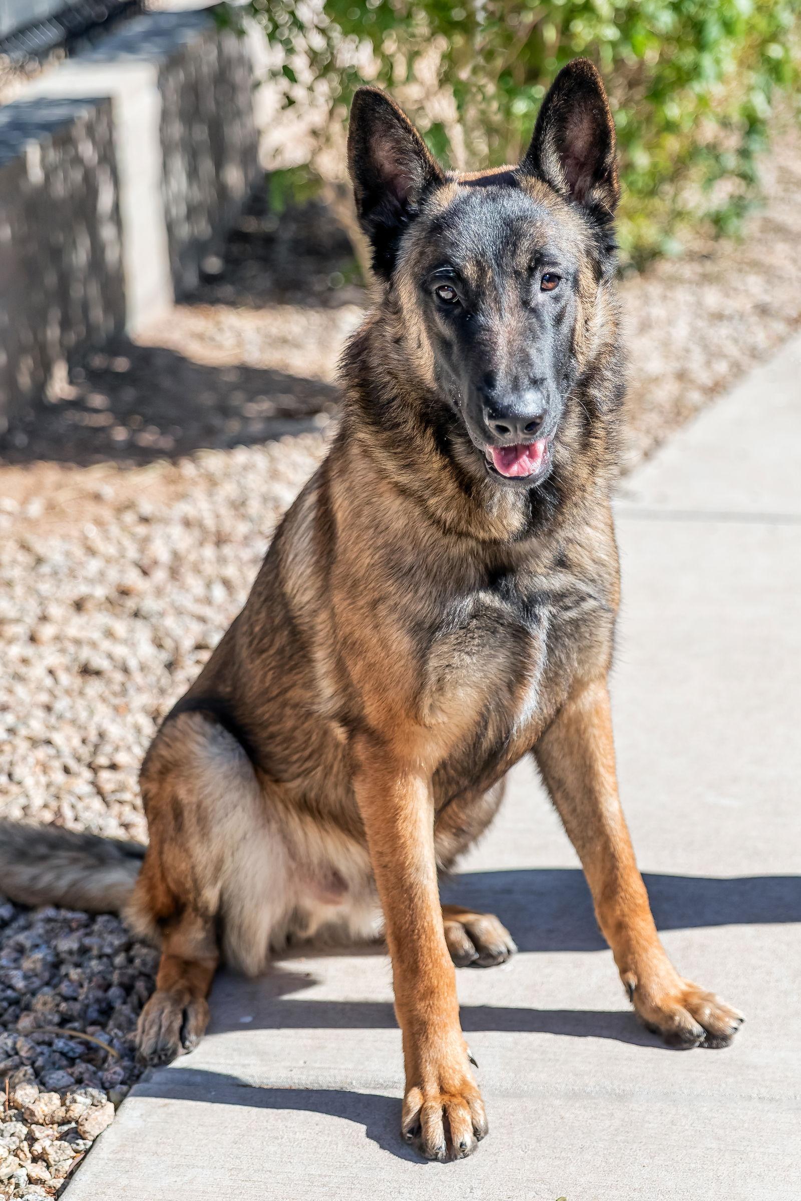 Enlarge ARCHIE, a Adoptable mixed breed in Scottsdale, AZ image 1/3
