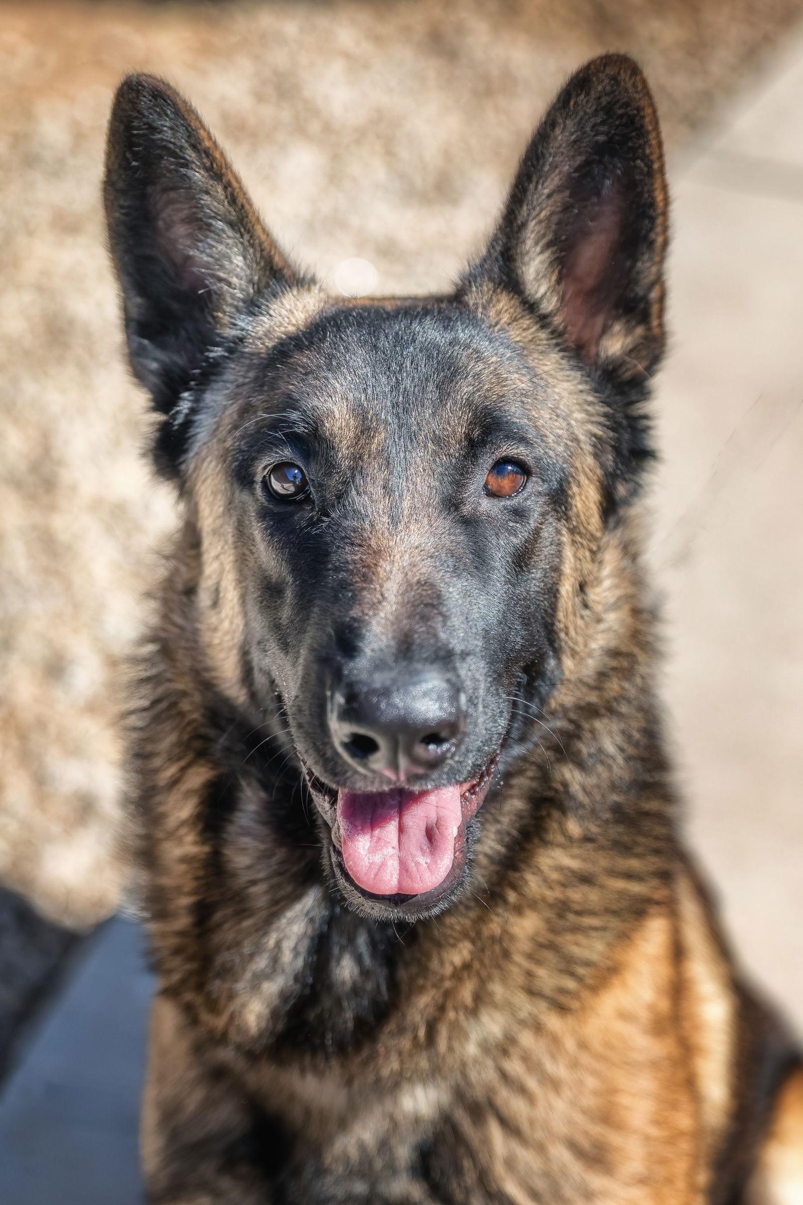Enlarge ARCHIE, a Adoptable mixed breed in Scottsdale, AZ image 2/3