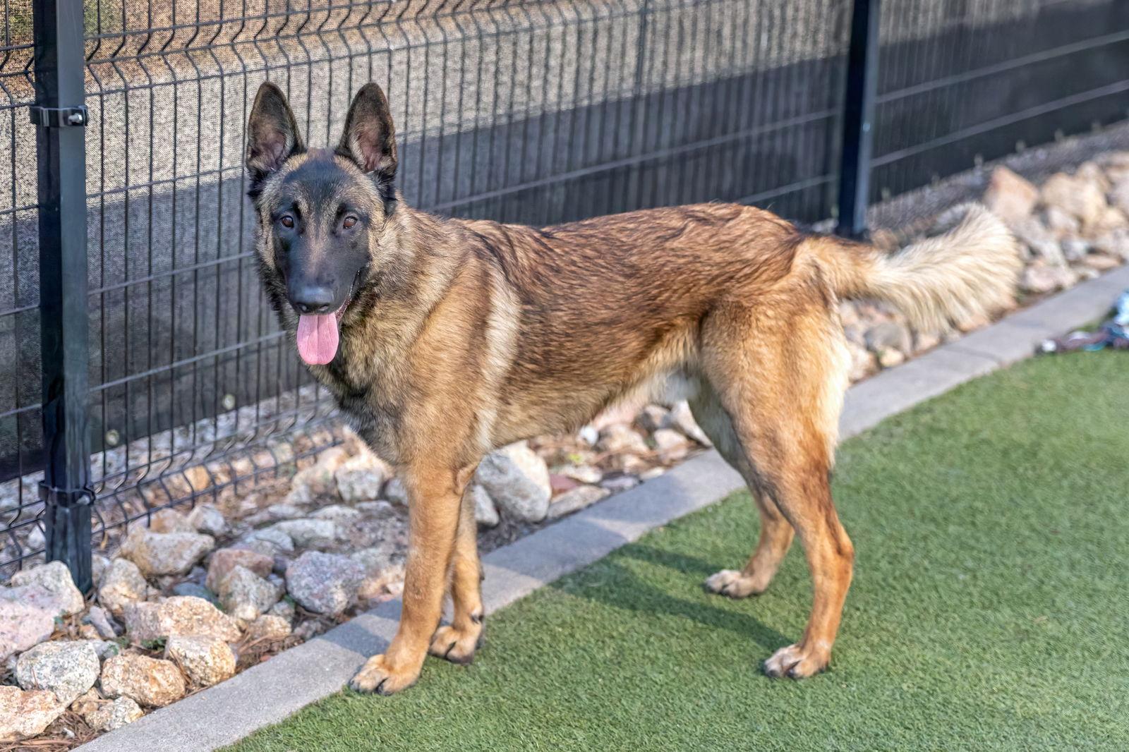 Enlarge ARCHIE, a Adoptable mixed breed in Scottsdale, AZ image 3/3