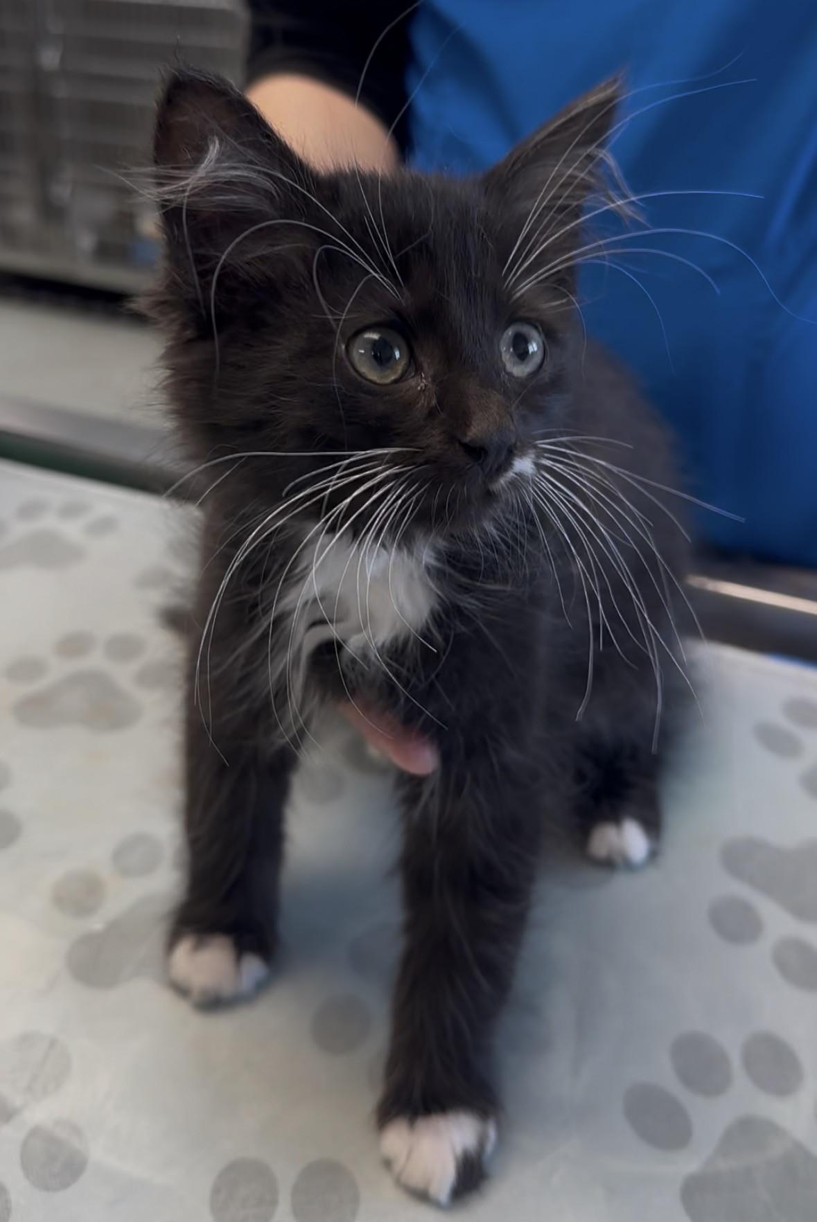 Louise, Adoptable, Kitten Female Domestic Medium Hair.