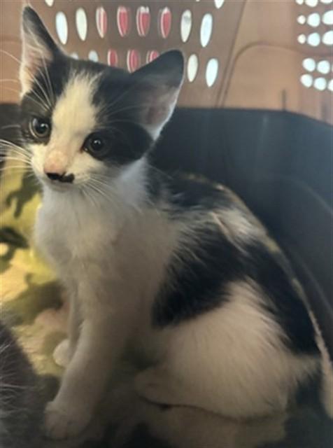 Enlarge Albert A216750, an adopted Domestic Medium Hair in Plano, TX image 1/1