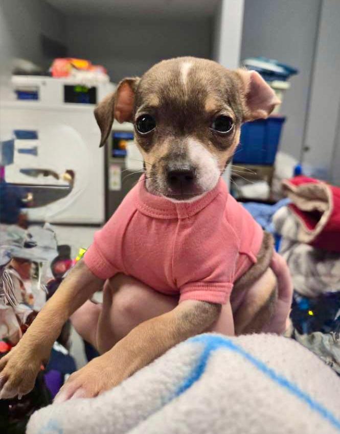 Jodi, adopted, Puppy Female Chihuahua.