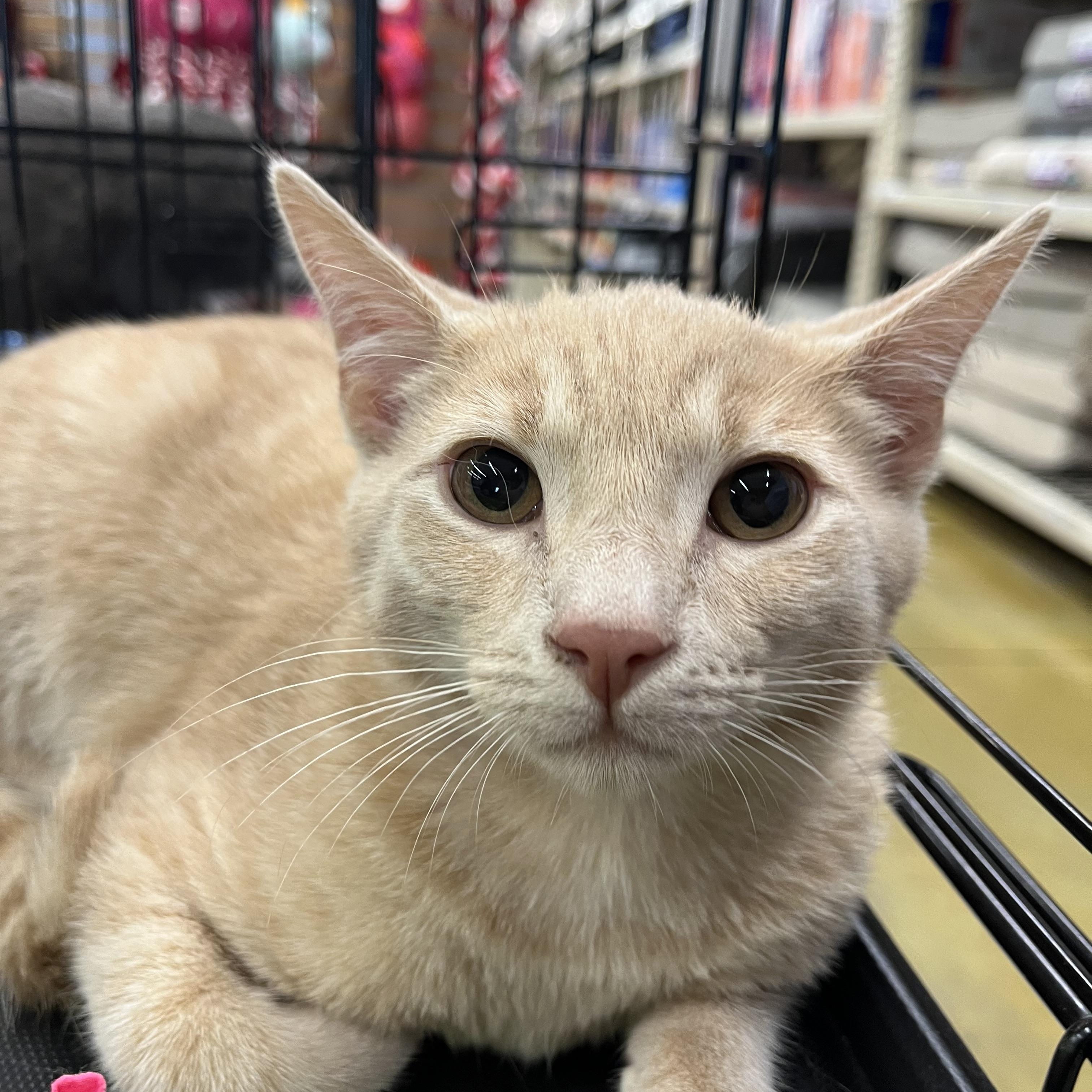 Ranger, a ADOPTABLE Domestic Short Hair in Fresno, CA image 2/3