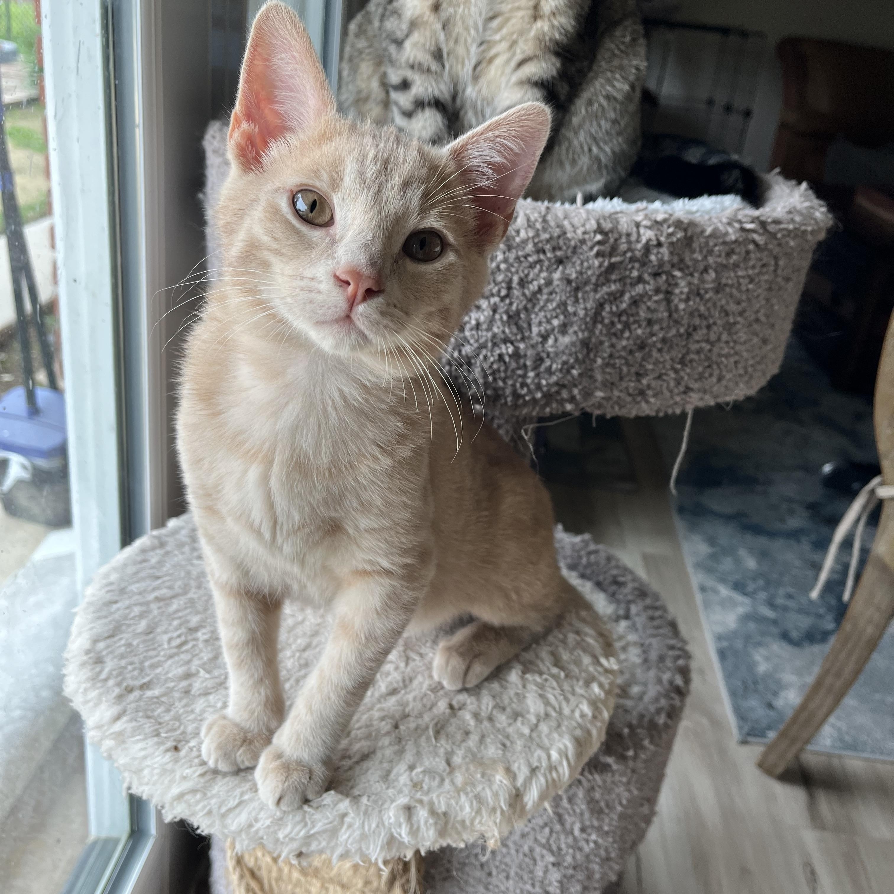 Ranger, a ADOPTABLE Domestic Short Hair in Fresno, CA image 1/3