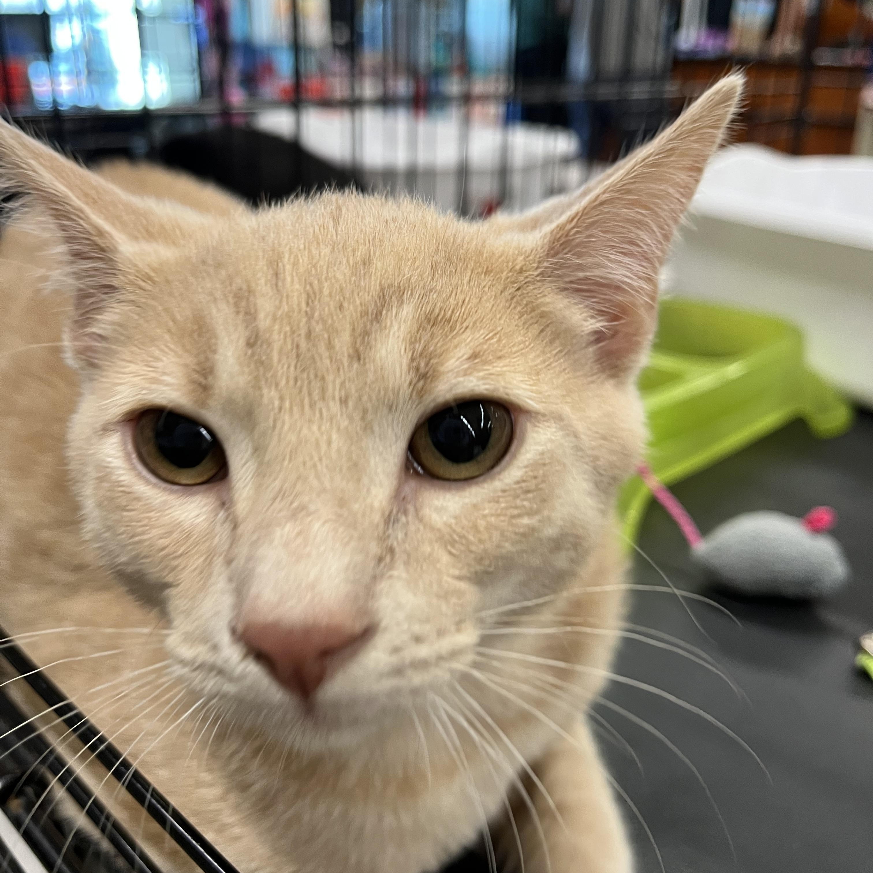 Ranger, a ADOPTABLE Domestic Short Hair in Fresno, CA image 3/3