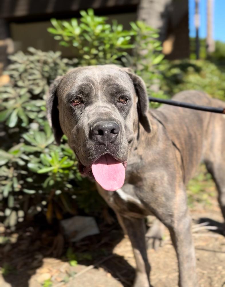 Dahlia, Adoptable, Adult Female Cane Corso.